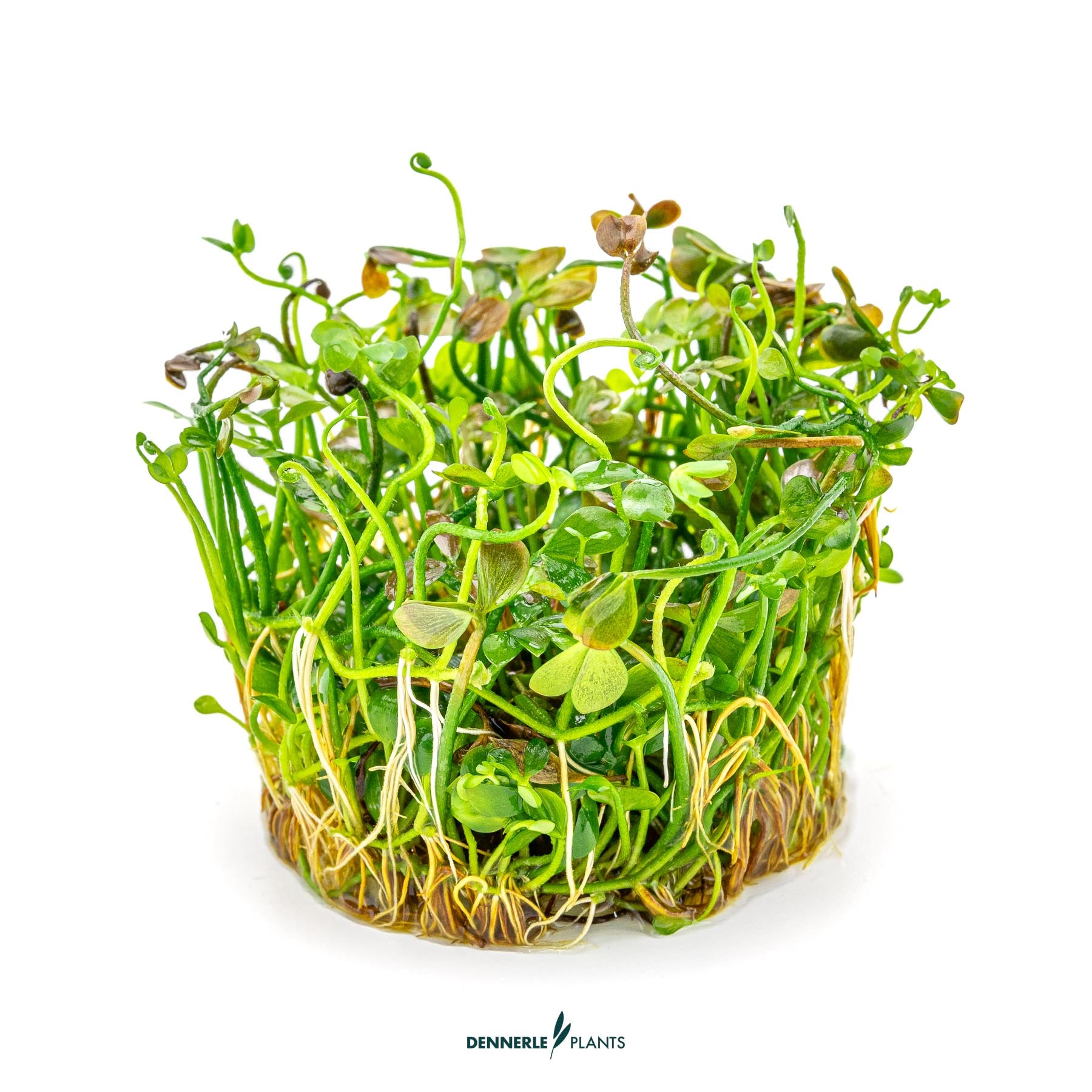 Marsilea hirsuta out of packaging