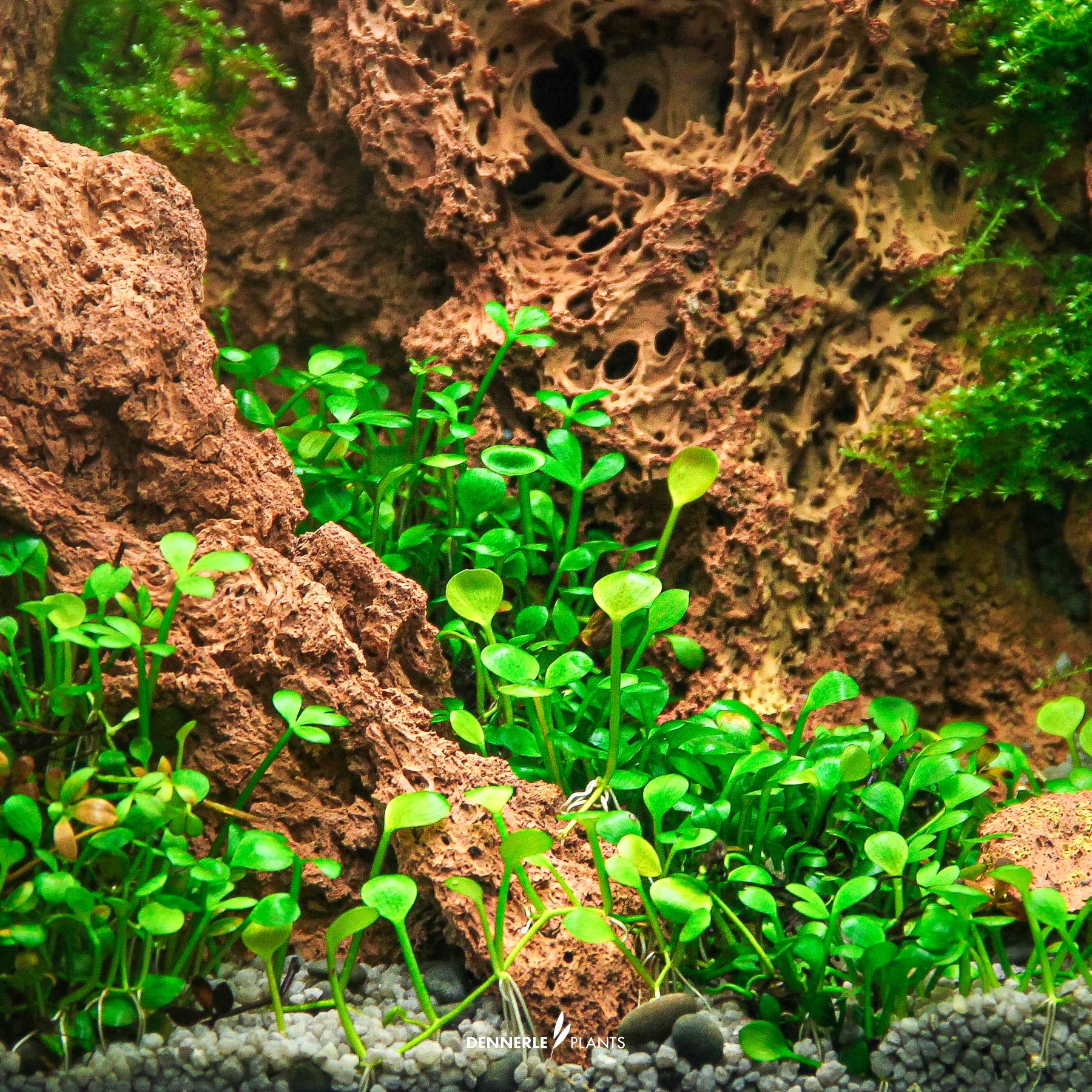 Marsilea hirsuta under water