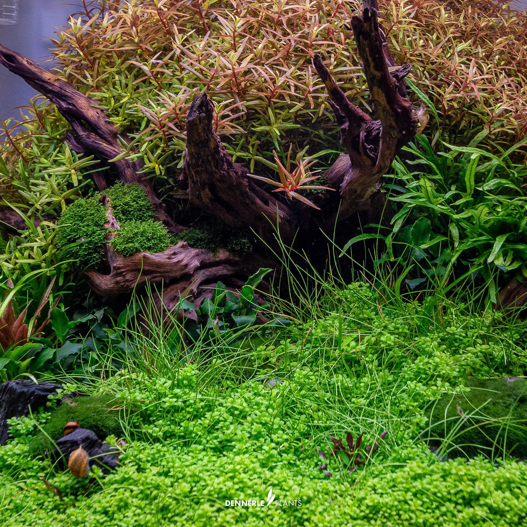 Micranthemum callitrichoides 'Cuba' under water