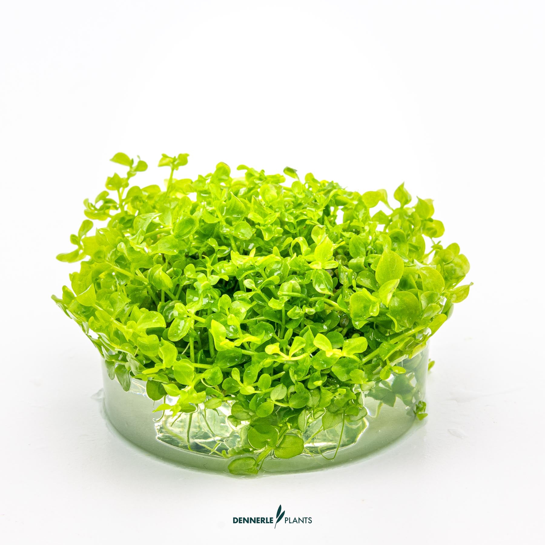 Micranthemum tweediei 'Montecarlo' in growth media