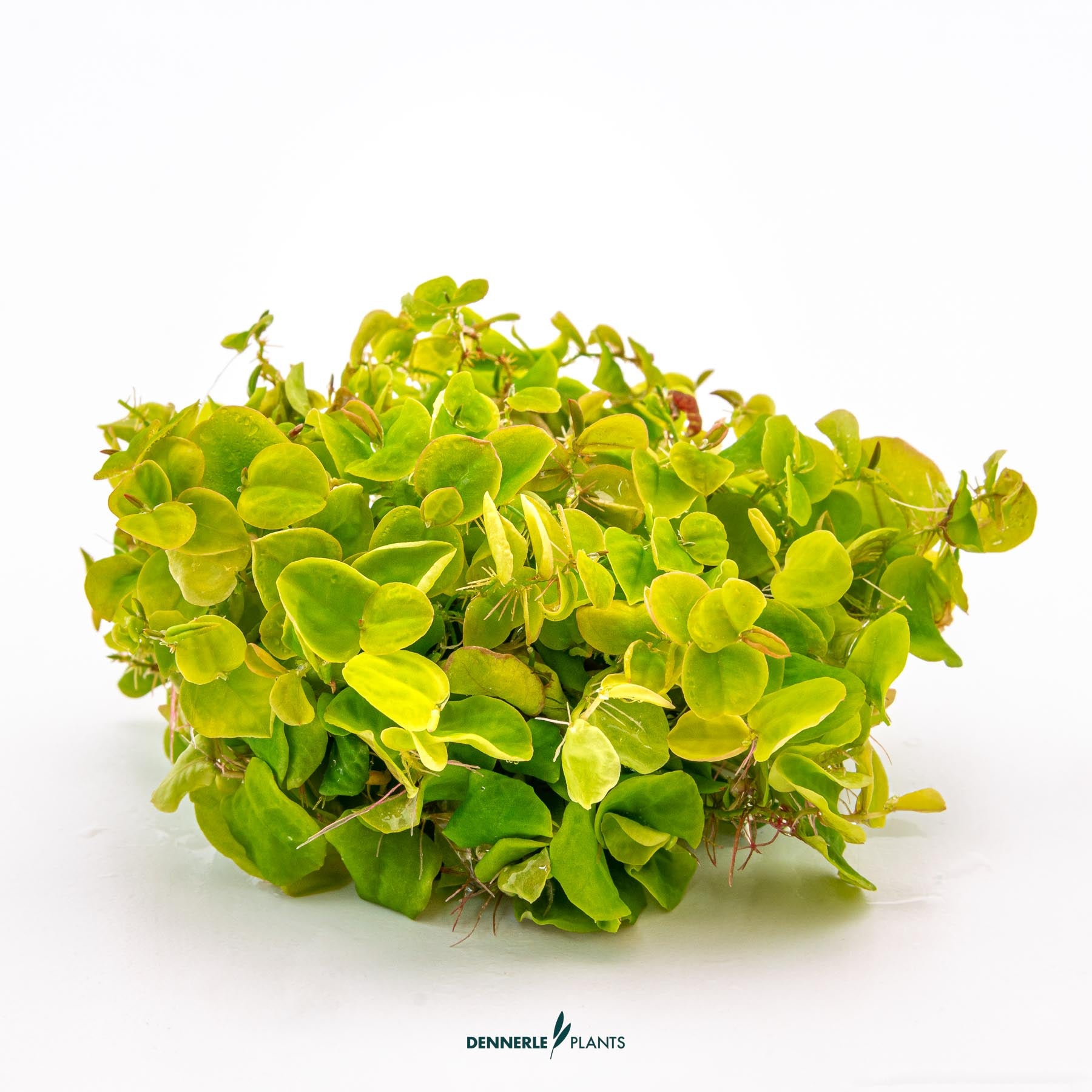 Phyllanthus fluitans out of packaging