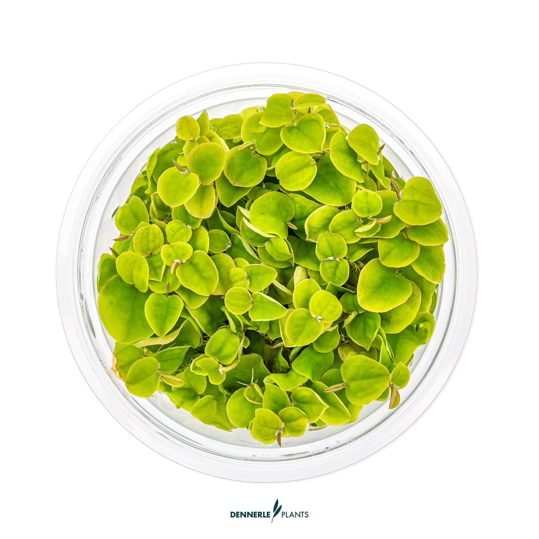 Top down view of Phyllanthus fluitans