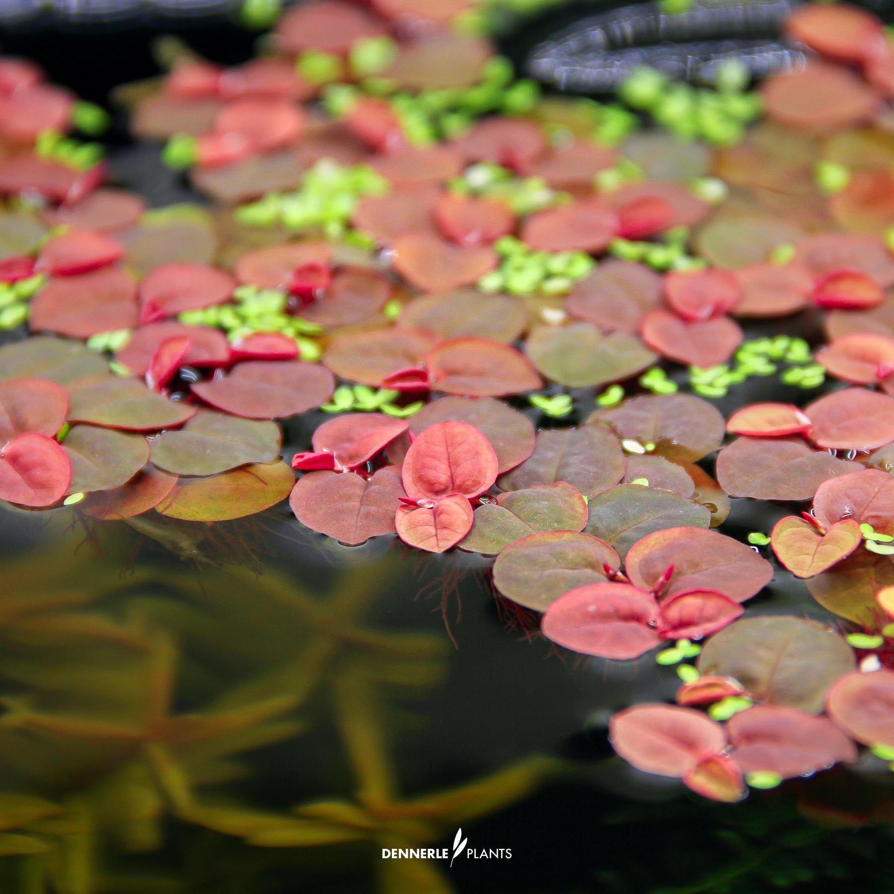 Phyllanthus fluitans in water