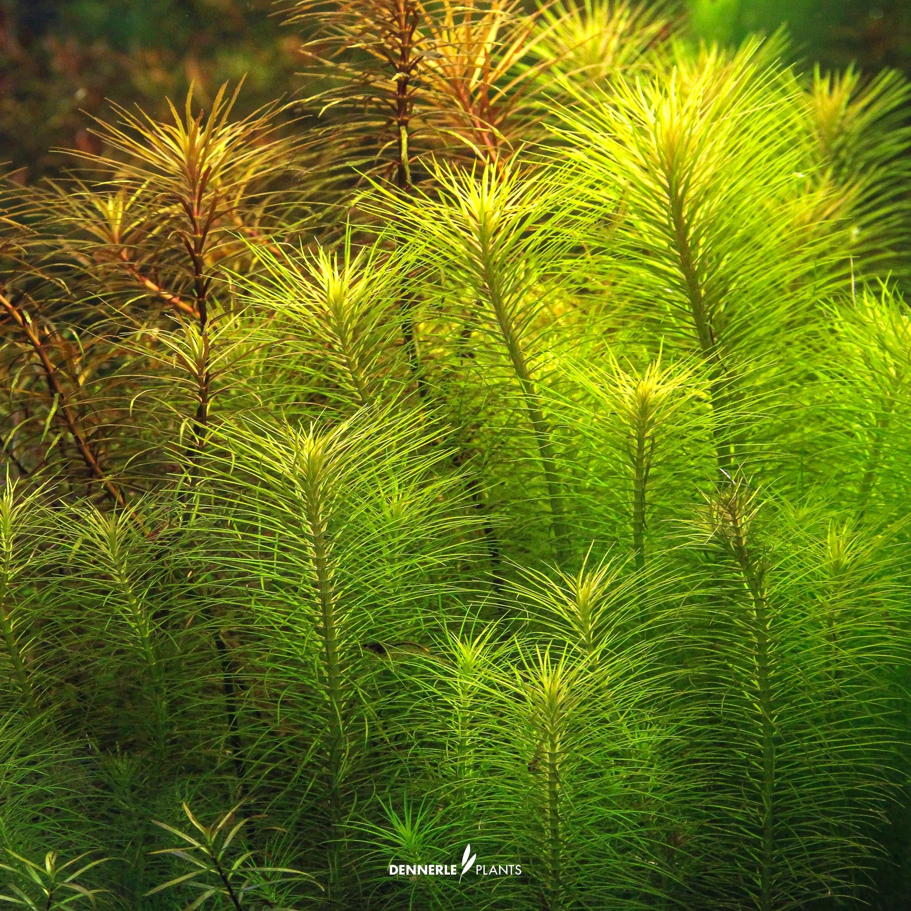 Pogostemon deccanensis under water