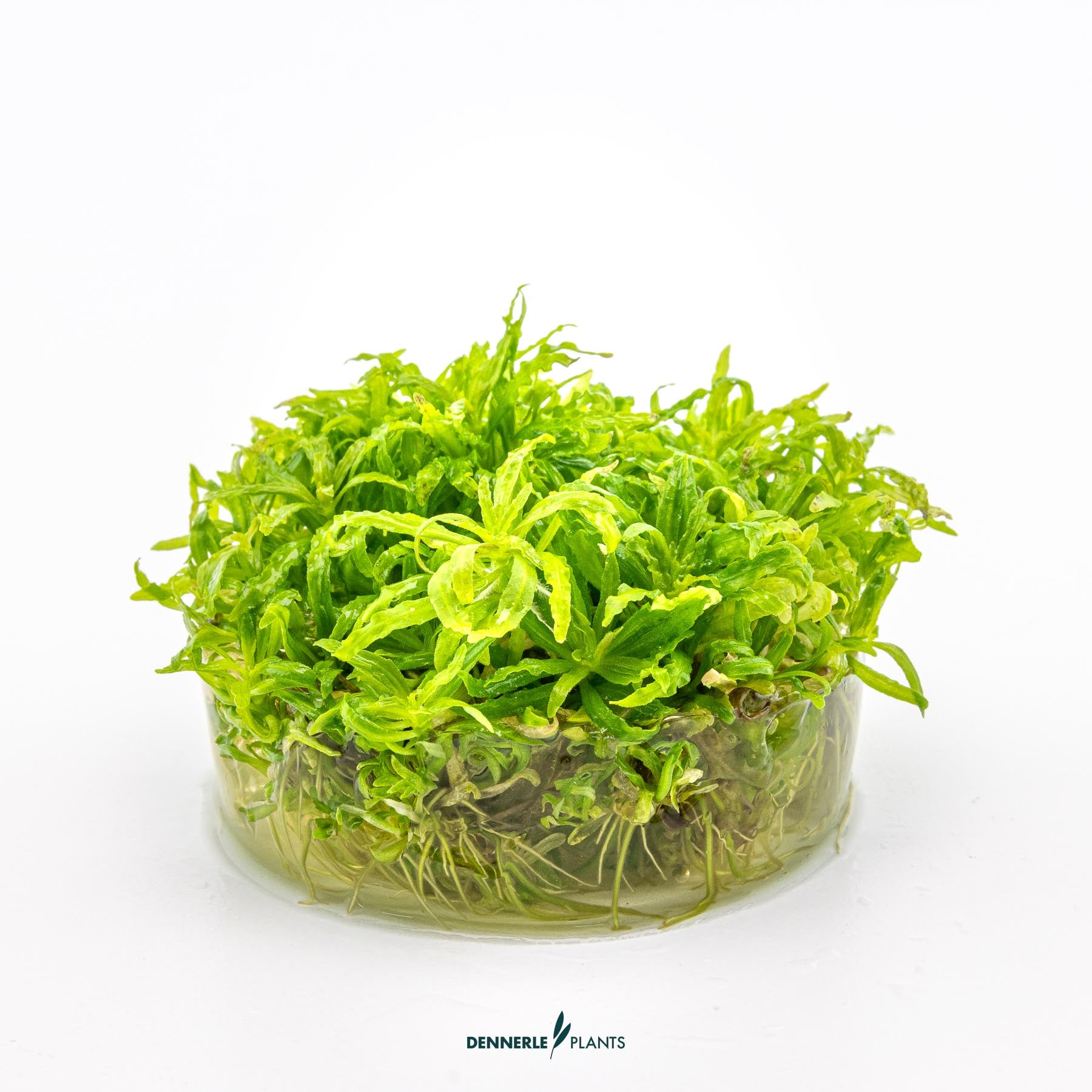 Pogostemon helferi in growth media
