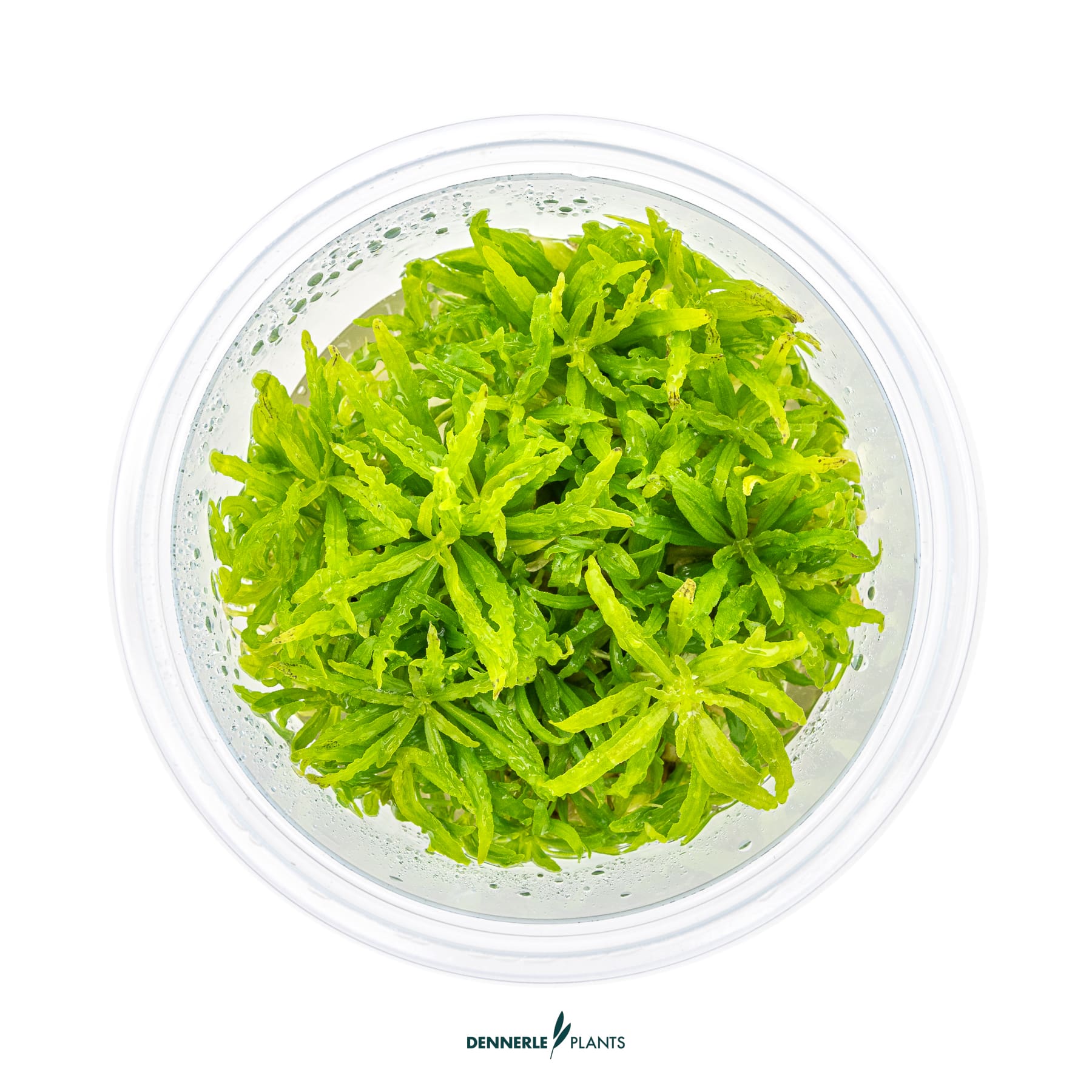 Top down view of Pogostemon helferi
