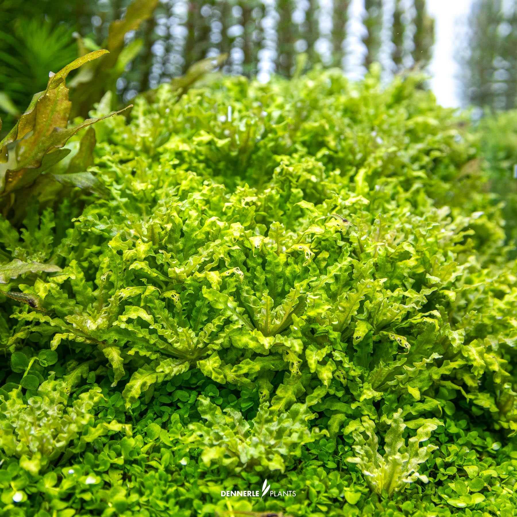 Pogostemon helferi under water