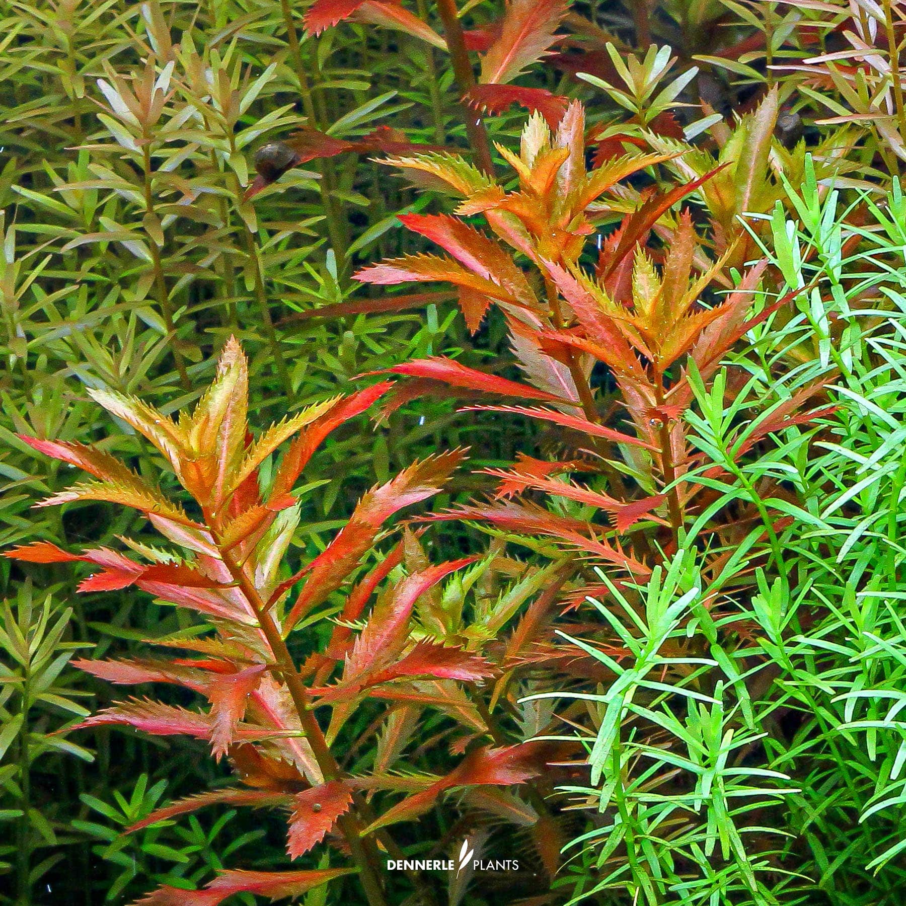 Proserpinaca palustris under water