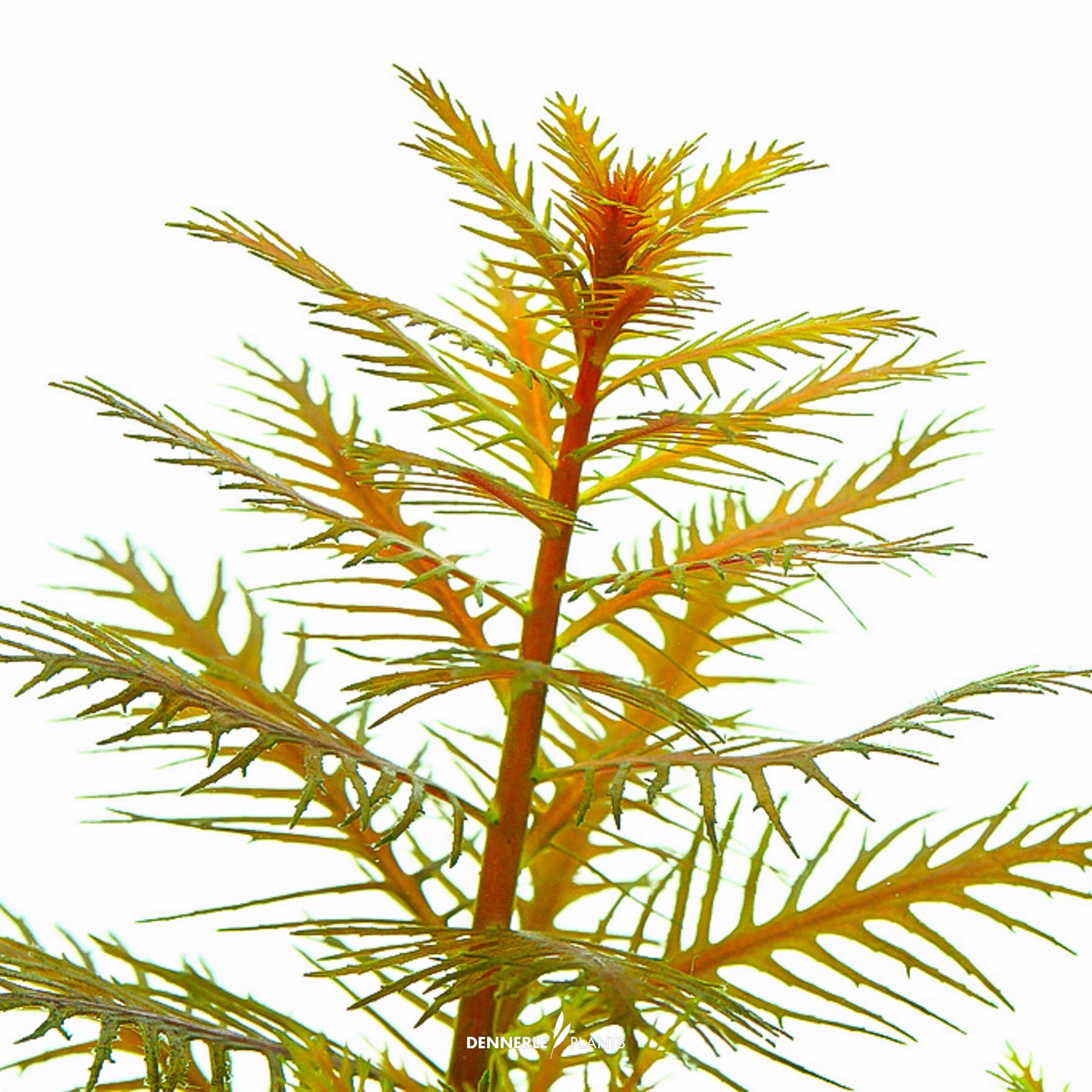 Detailed shot of Proserpinaca palustris under water