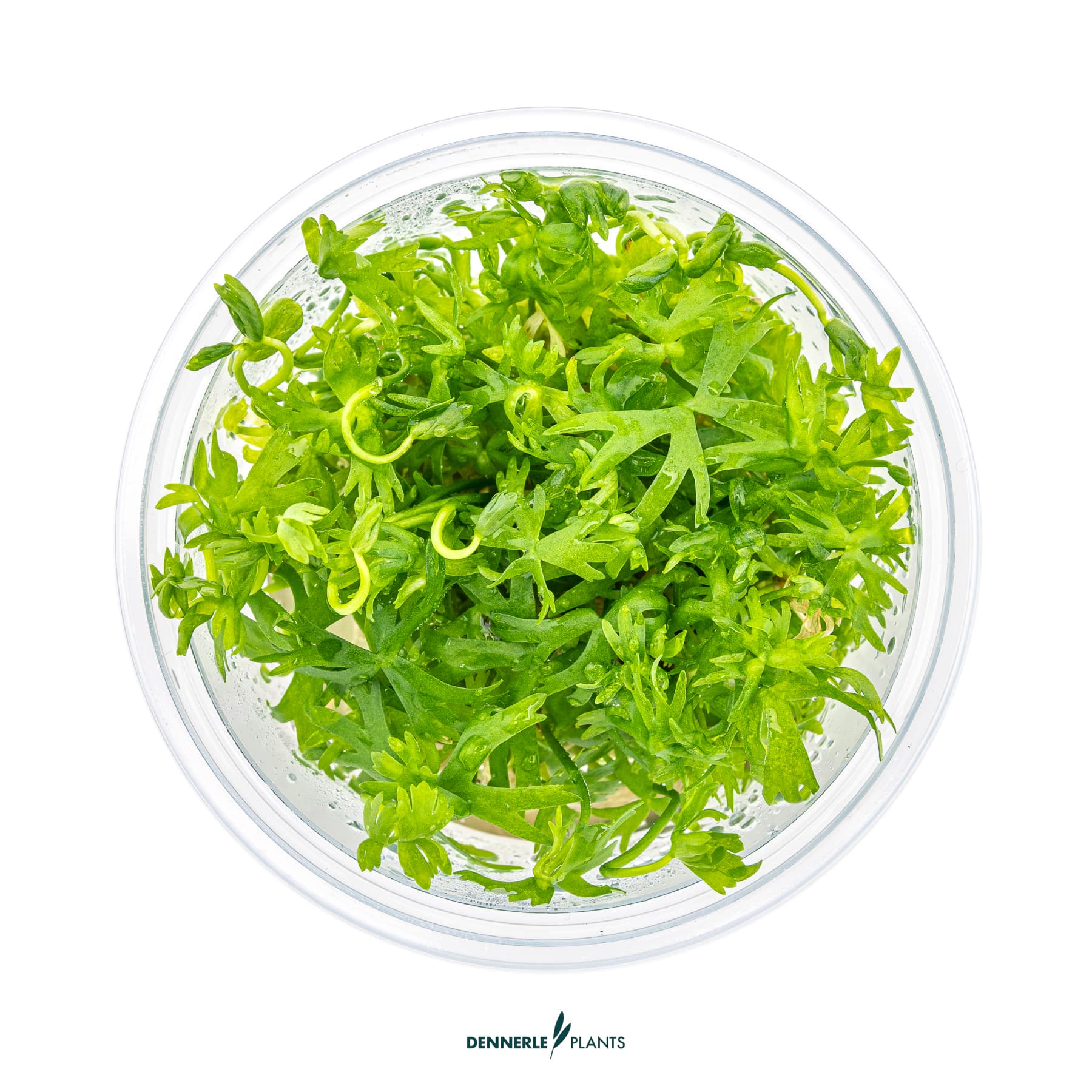 Top down view of Ranunculus inundatus