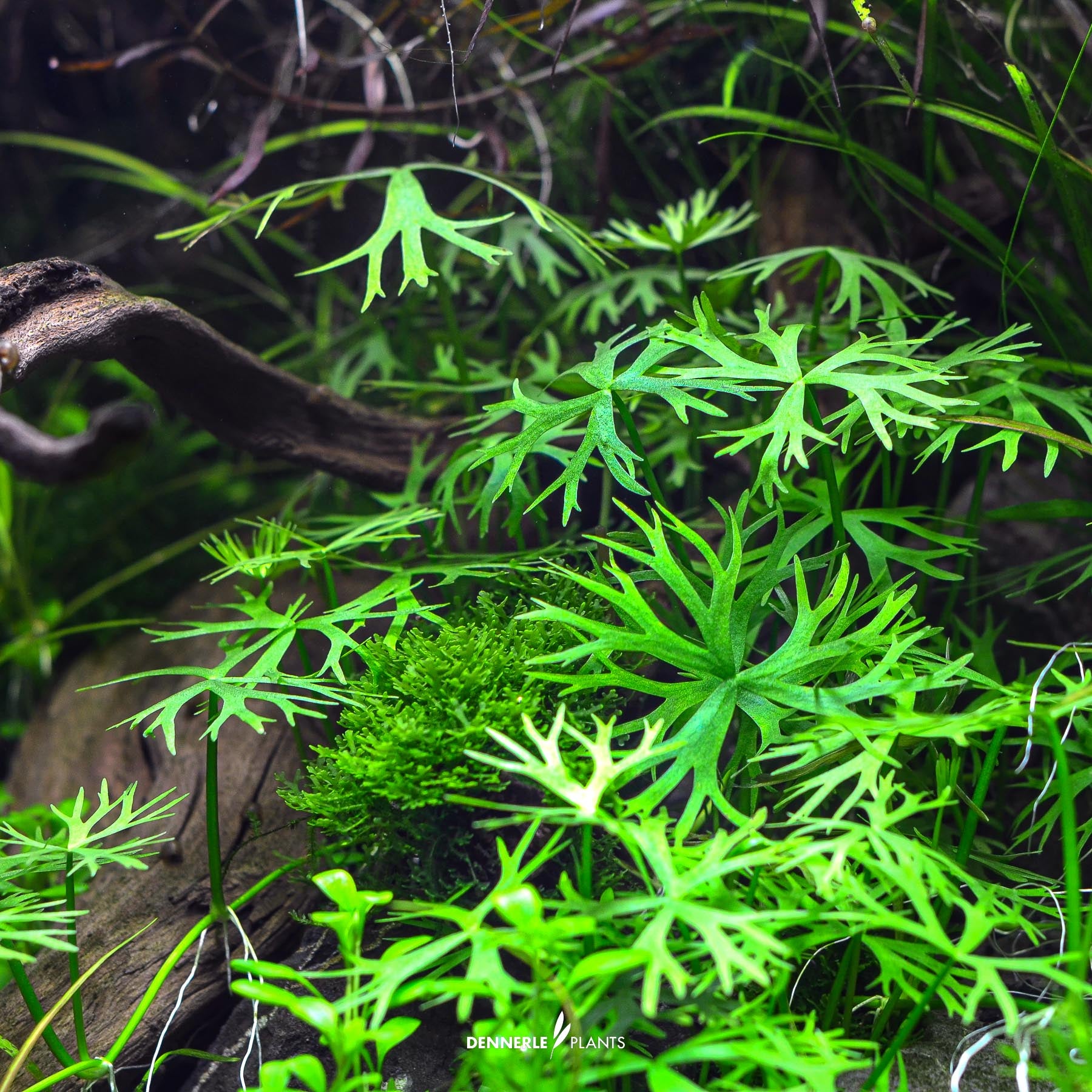Ranunculus inundatus under water