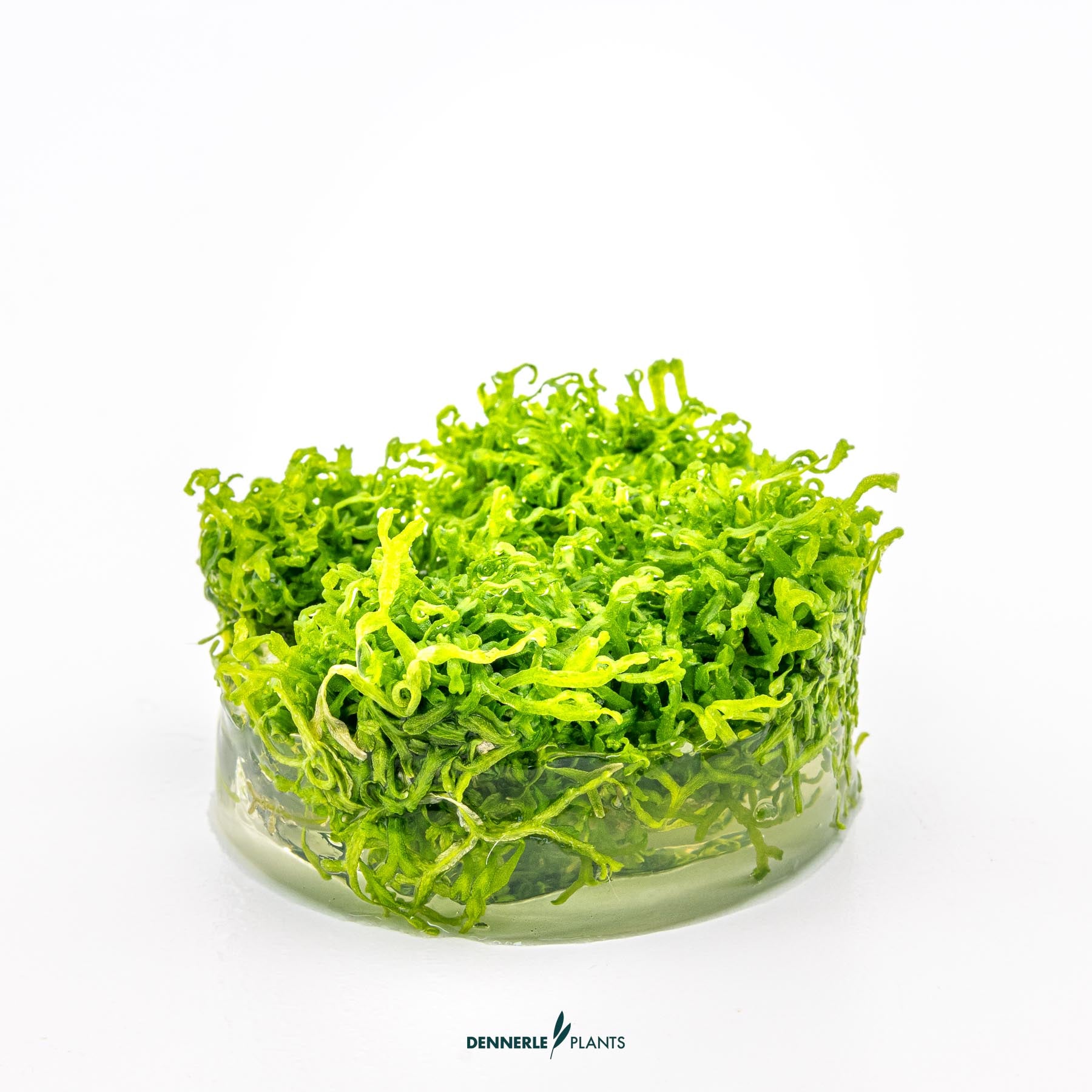 Riccia fluitans in growth media