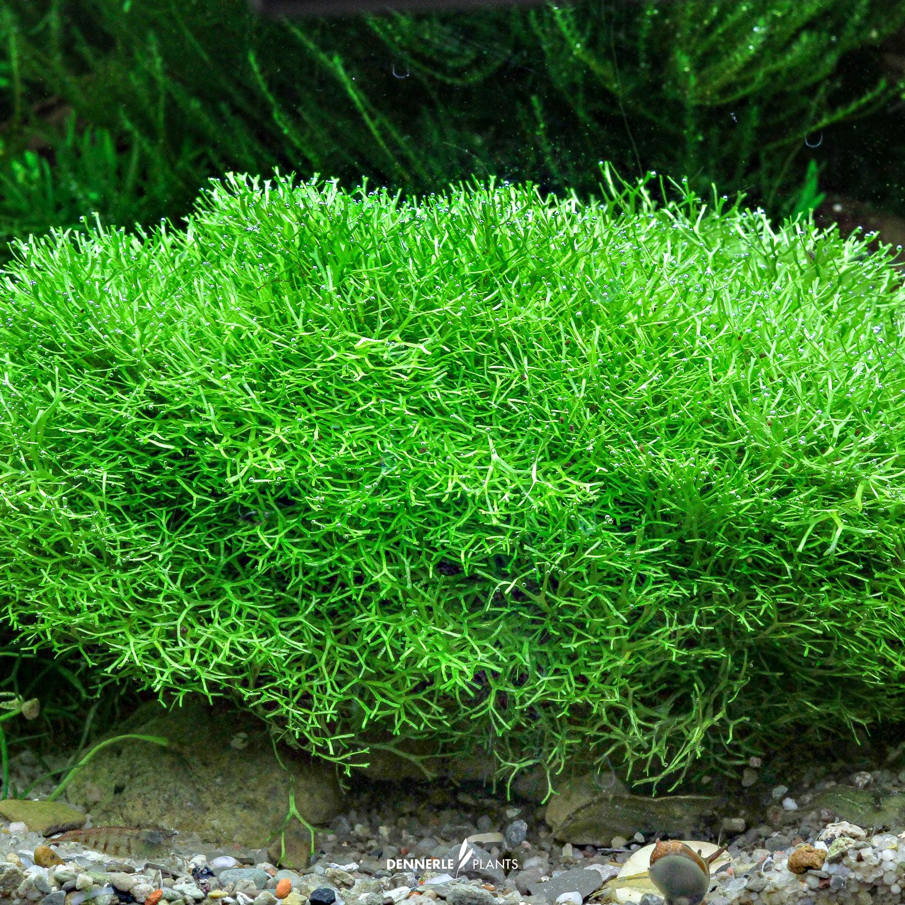 Riccia fluitans under water