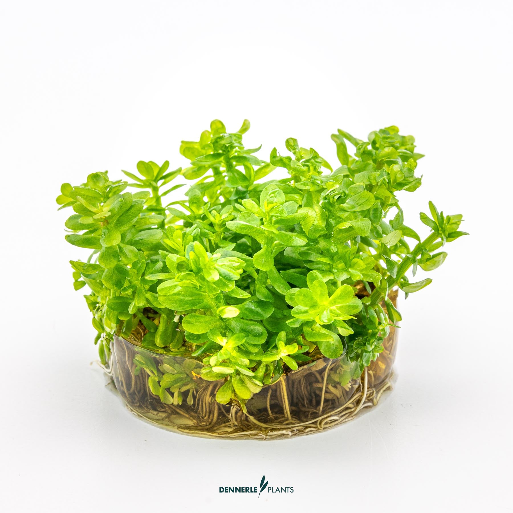 Rotala indica 'Bonsai' in growth media