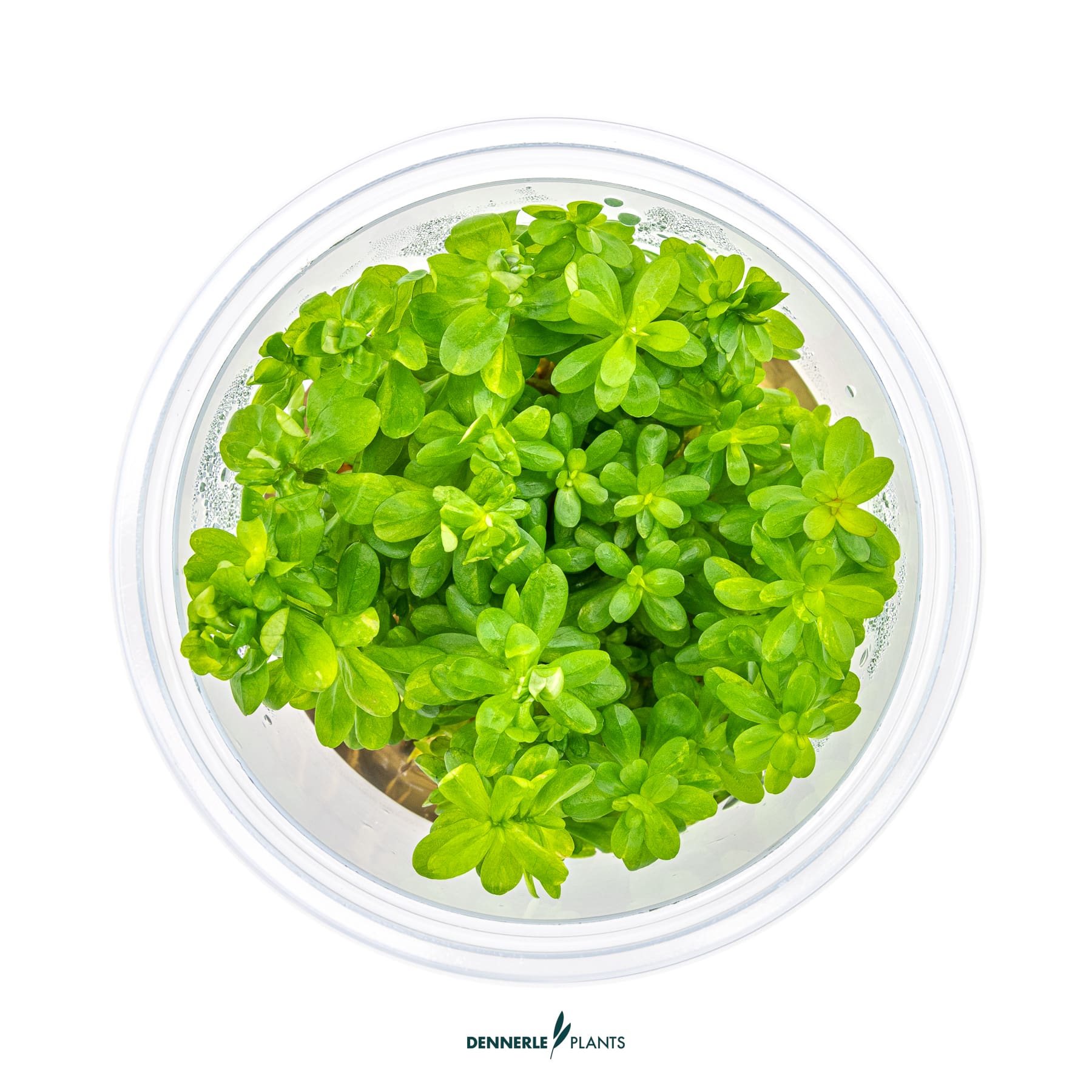 Top down view of Rotala indica 'Bonsai'