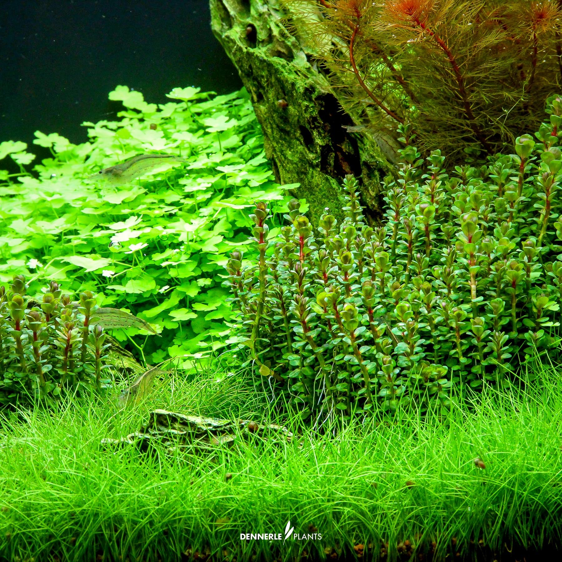 Rotala indica 'Bonsai' under water
