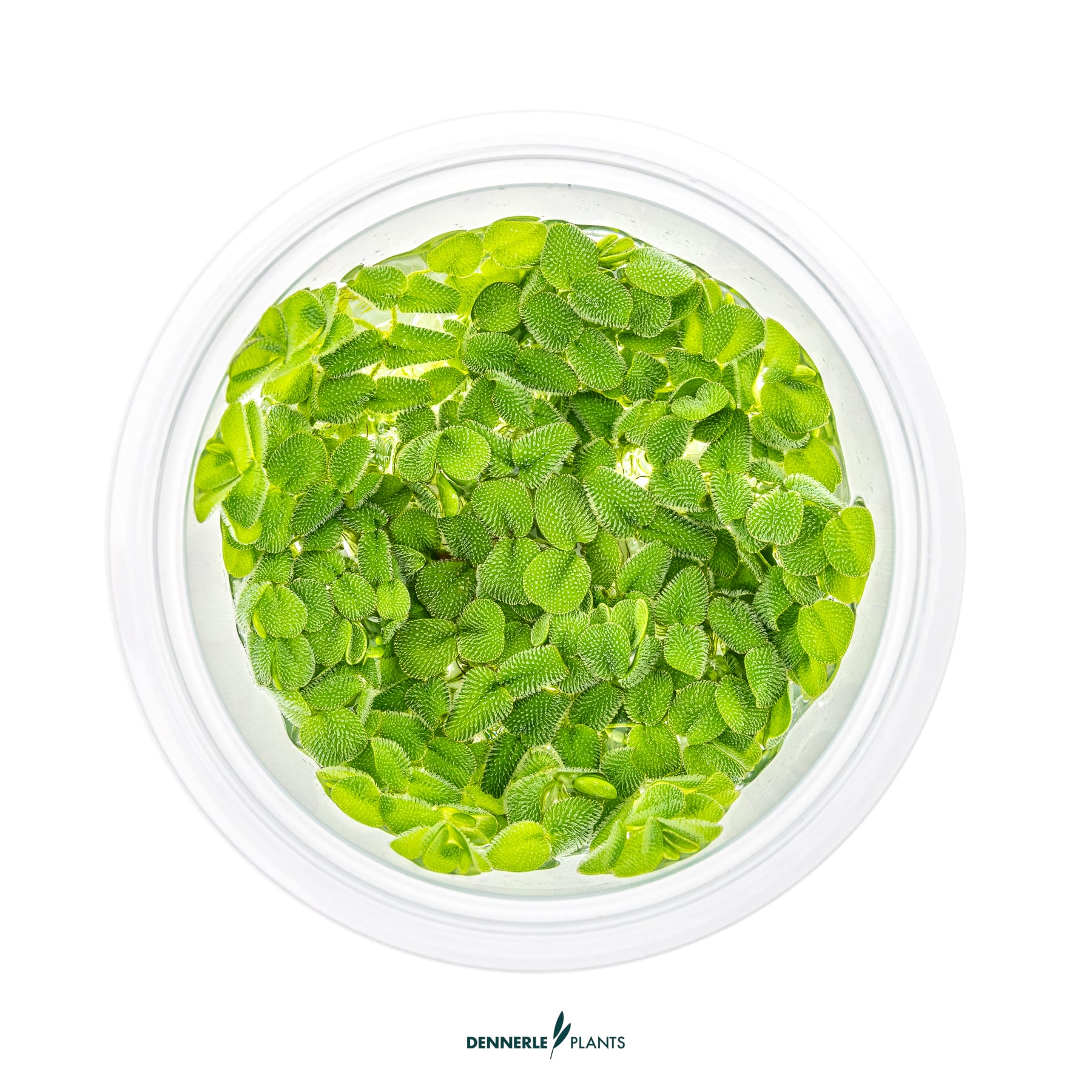 Top down view og Salvinia auriculata