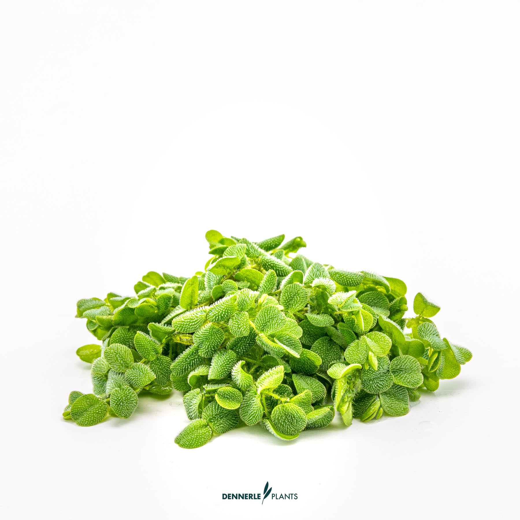 Salvinia auriculata out of packaging
