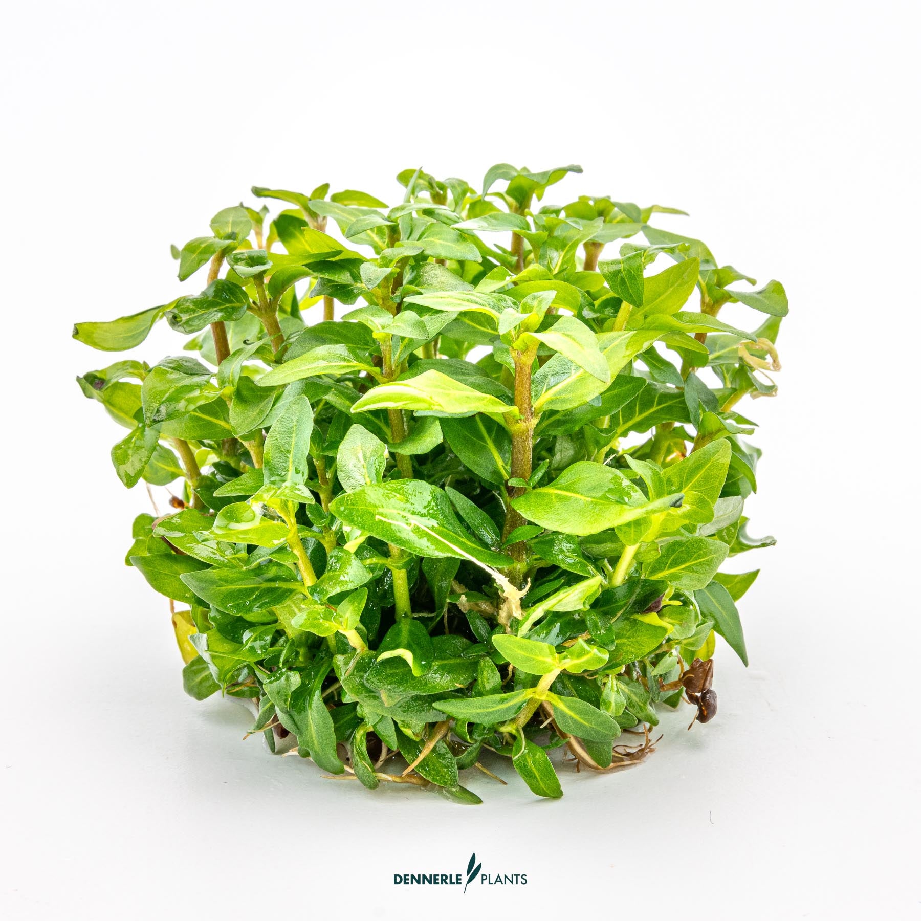 Staurogyne repens out of packaging