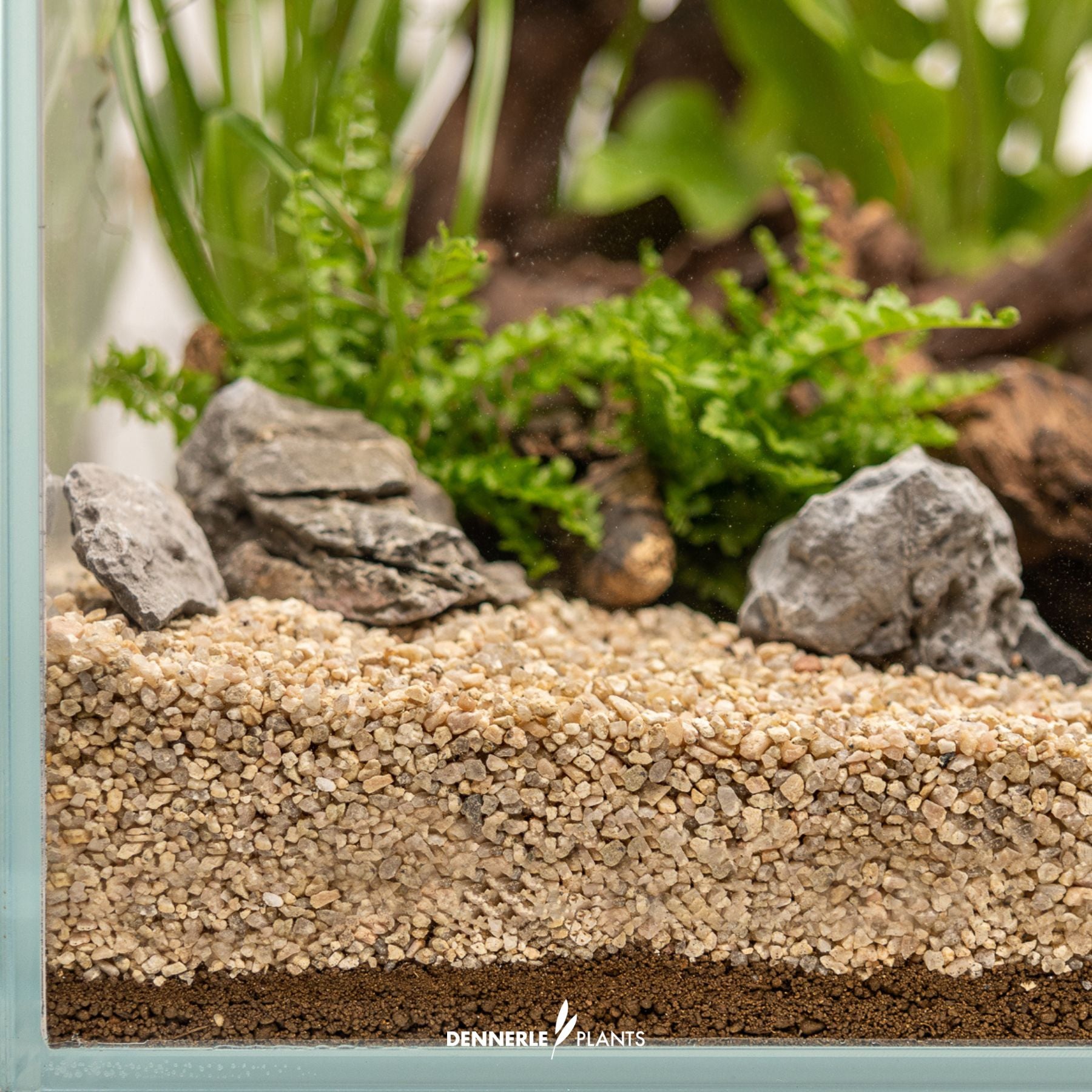 Dennerle Plants substrate placed in aquarium