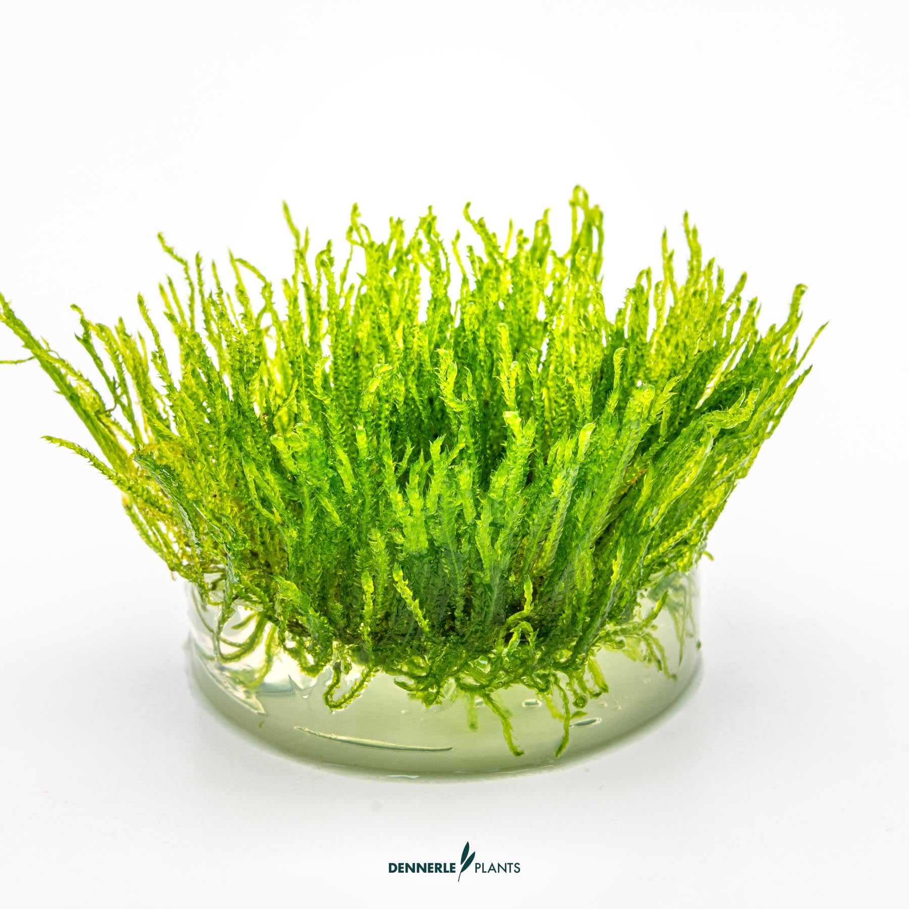 Taxiphyllum alternans 'Taiwan' in growth media