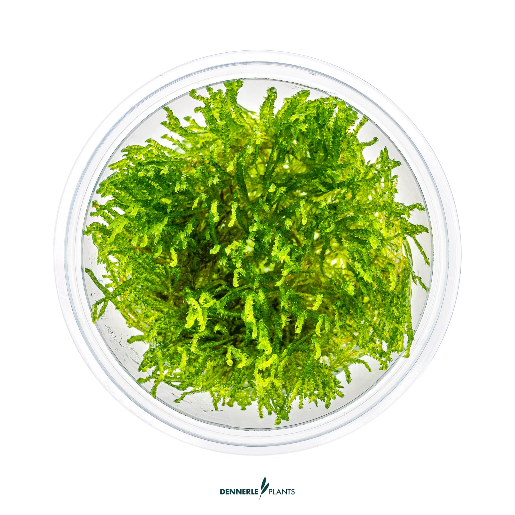 Top down view of Taxiphyllum alternans 'Taiwan'