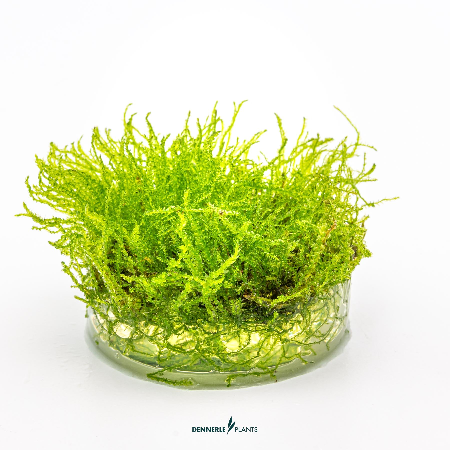 Taxiphyllum barbieri in growth media