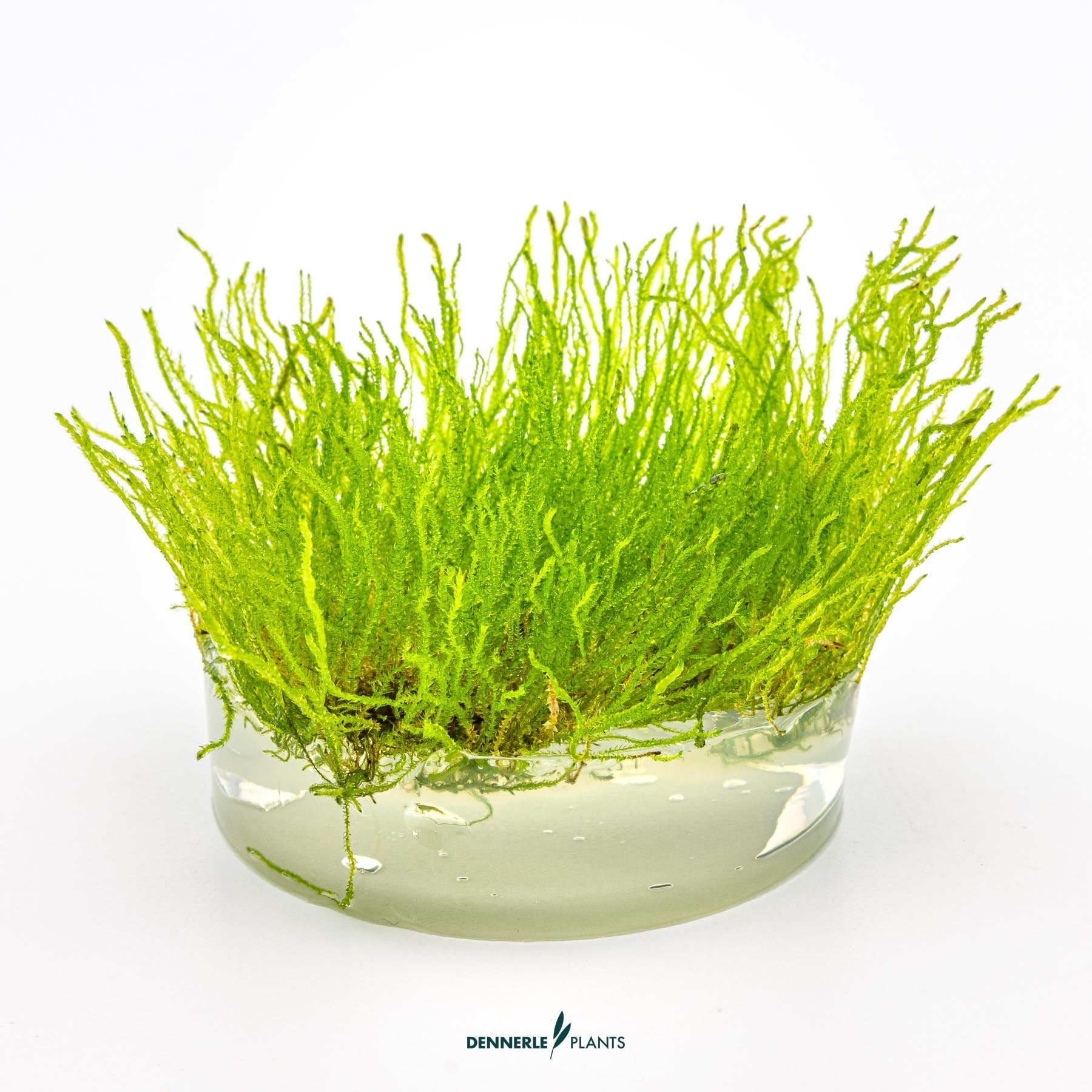 Taxiphyllum sp. 'Flame Moss' in growth media
