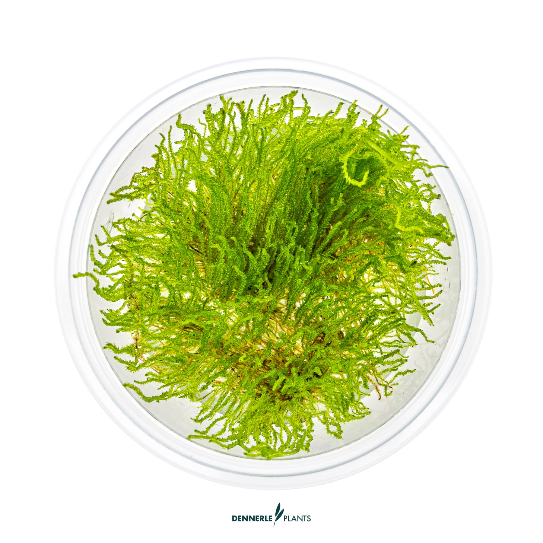 Top down view of Taxiphyllum sp. 'Flame Moss'