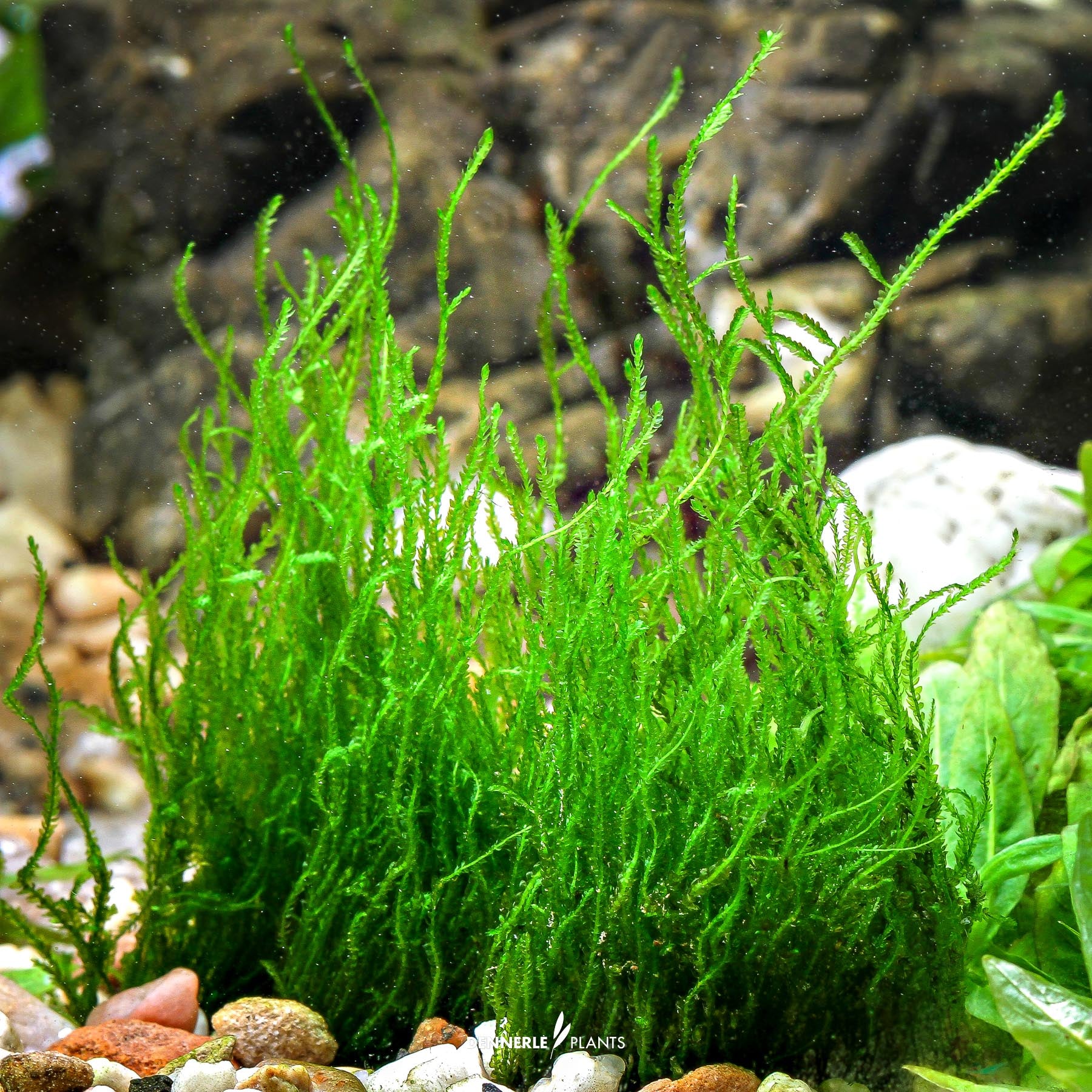 Taxiphyllum sp. 'Flame Moss' under water