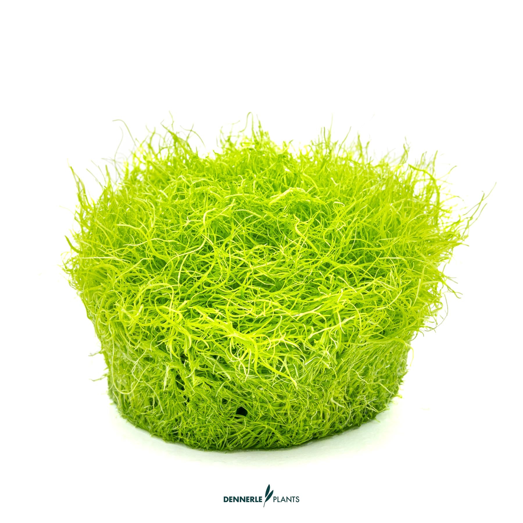 Utricularia graminifolia out of packaging