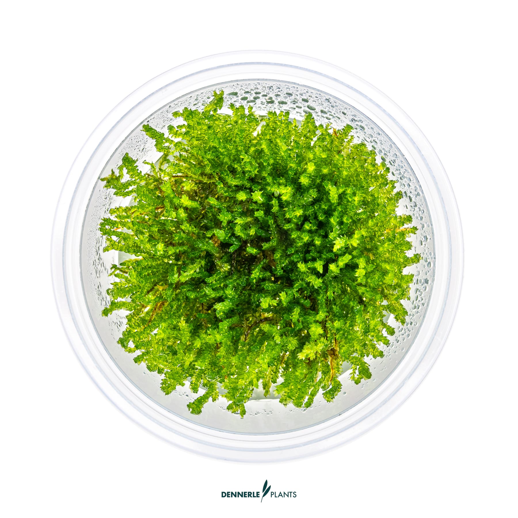 Top down view of Vesicularia ferriei 'Weeping Moss'