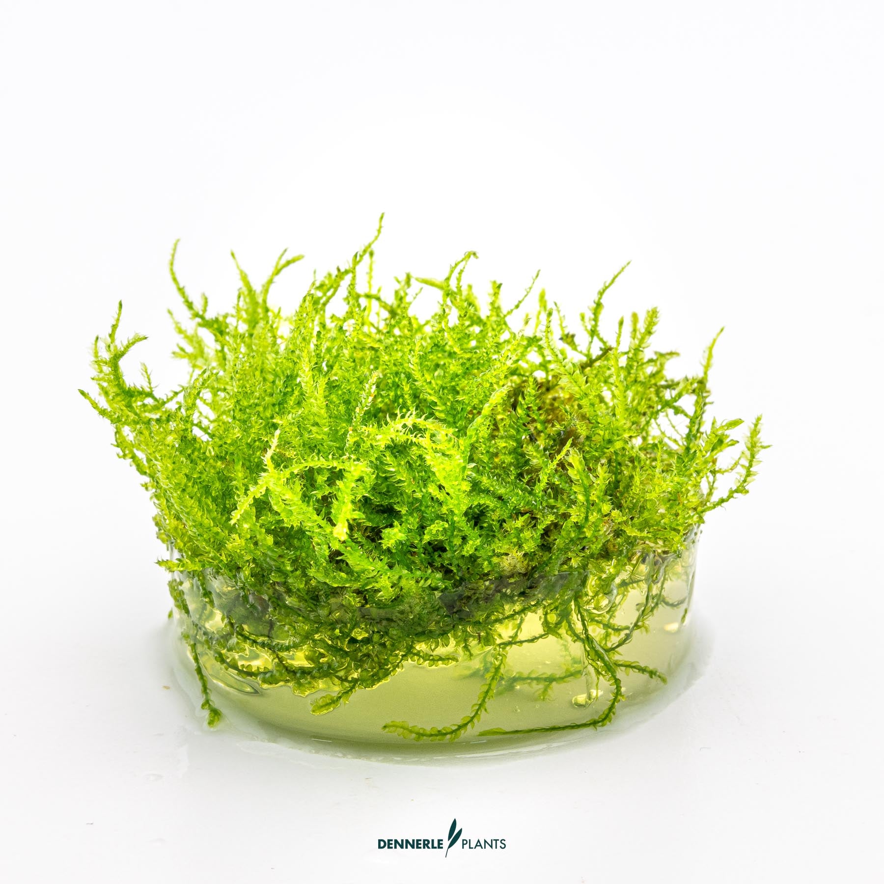 Vesicularia montagnei in growth media