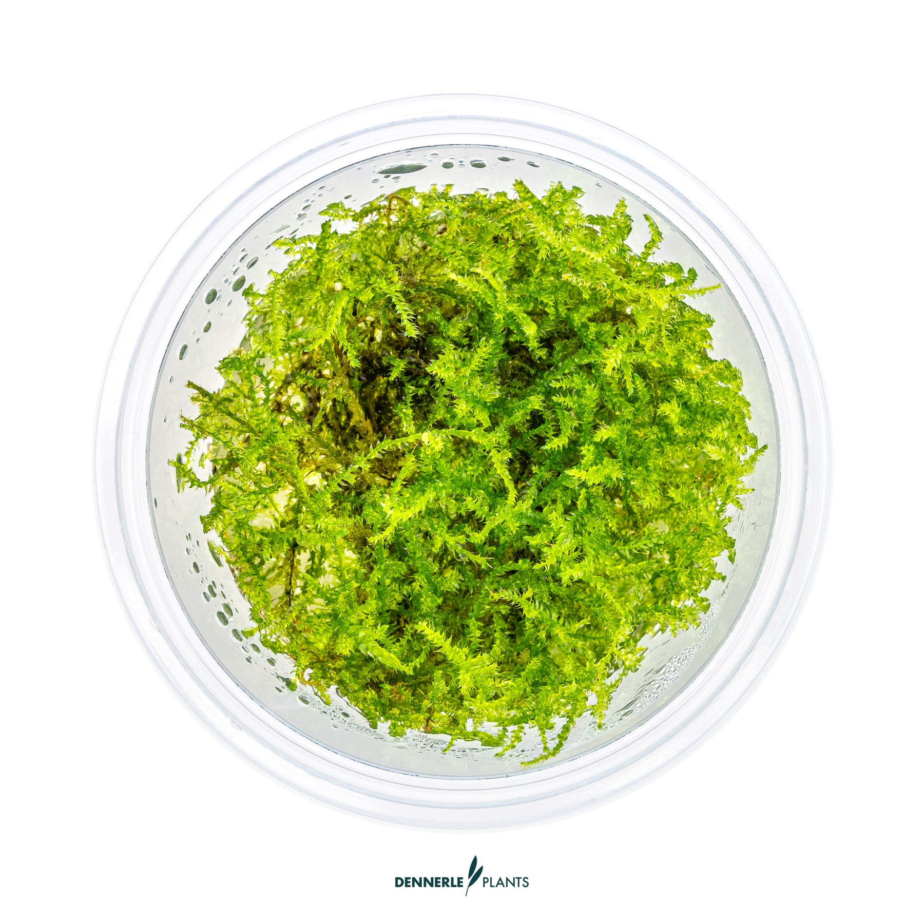 Top down view of Vesicularia montagnei - Christmas Moss