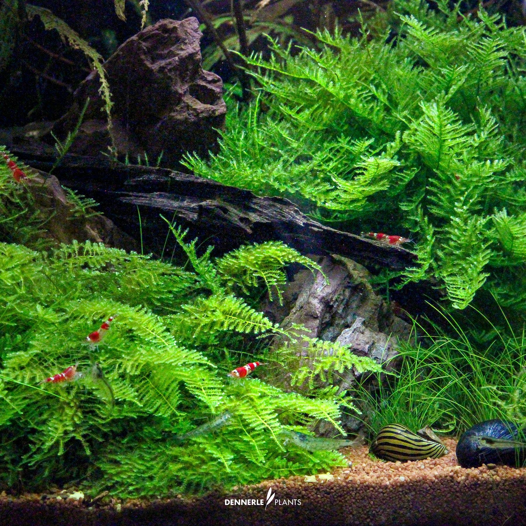 Vesicularia montagnei under water