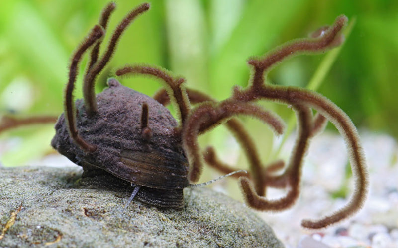 Exploring Common Types of Algae in Aquariums