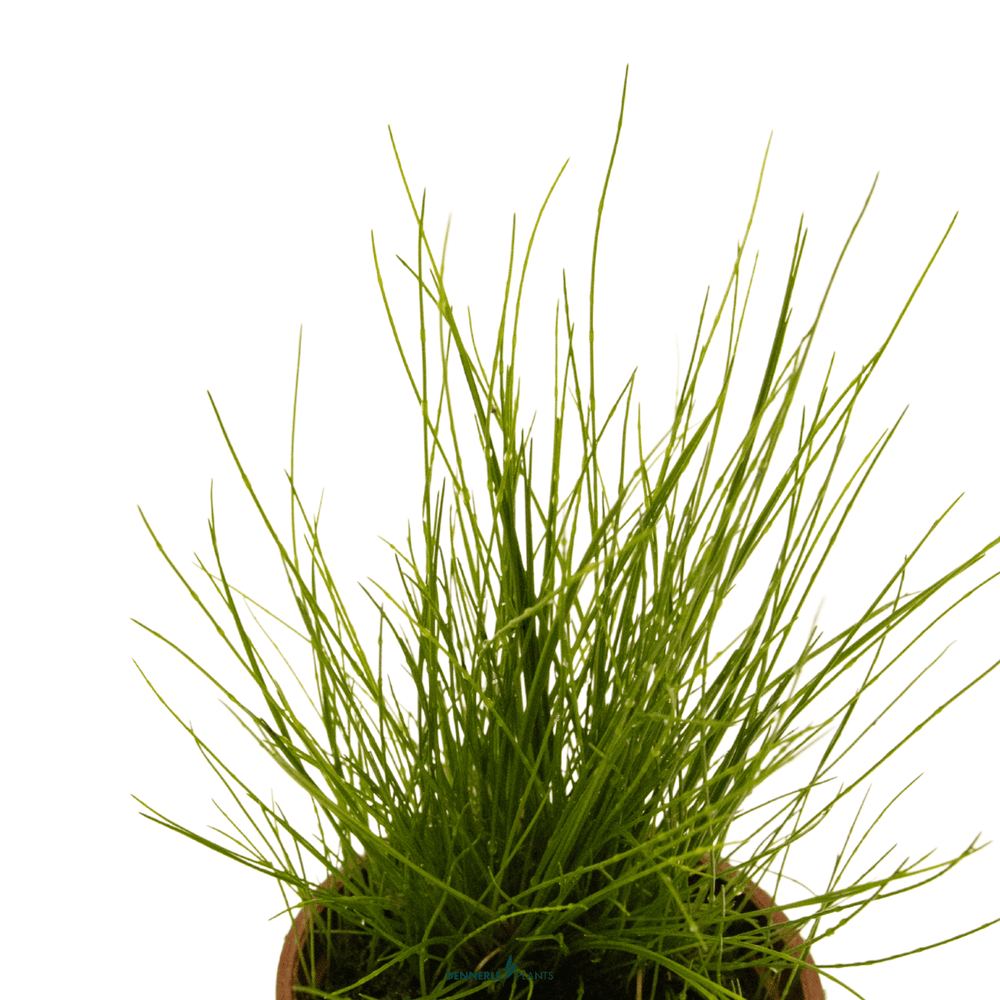 Eleocharis parvula in Pot - Lush Dwarf Hairgrass for Aquascaping