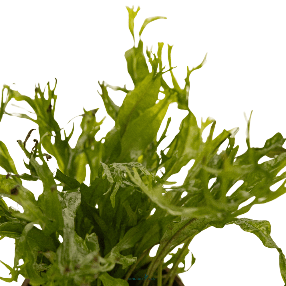 Microsorum pteropus 'Windeløv' in Pot - Elegant & Hardy Java Fern