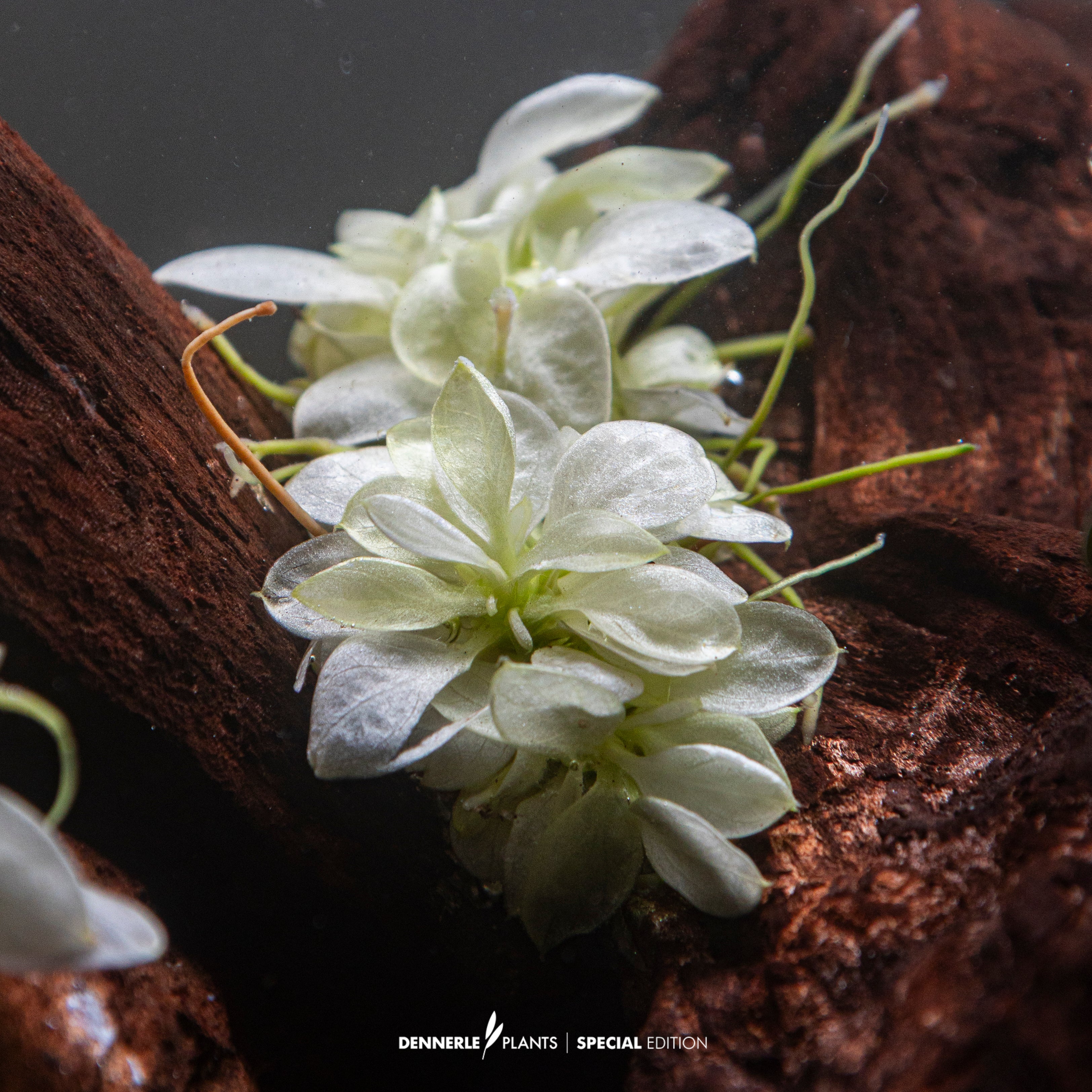 Anubias barteri var. nana 'White'