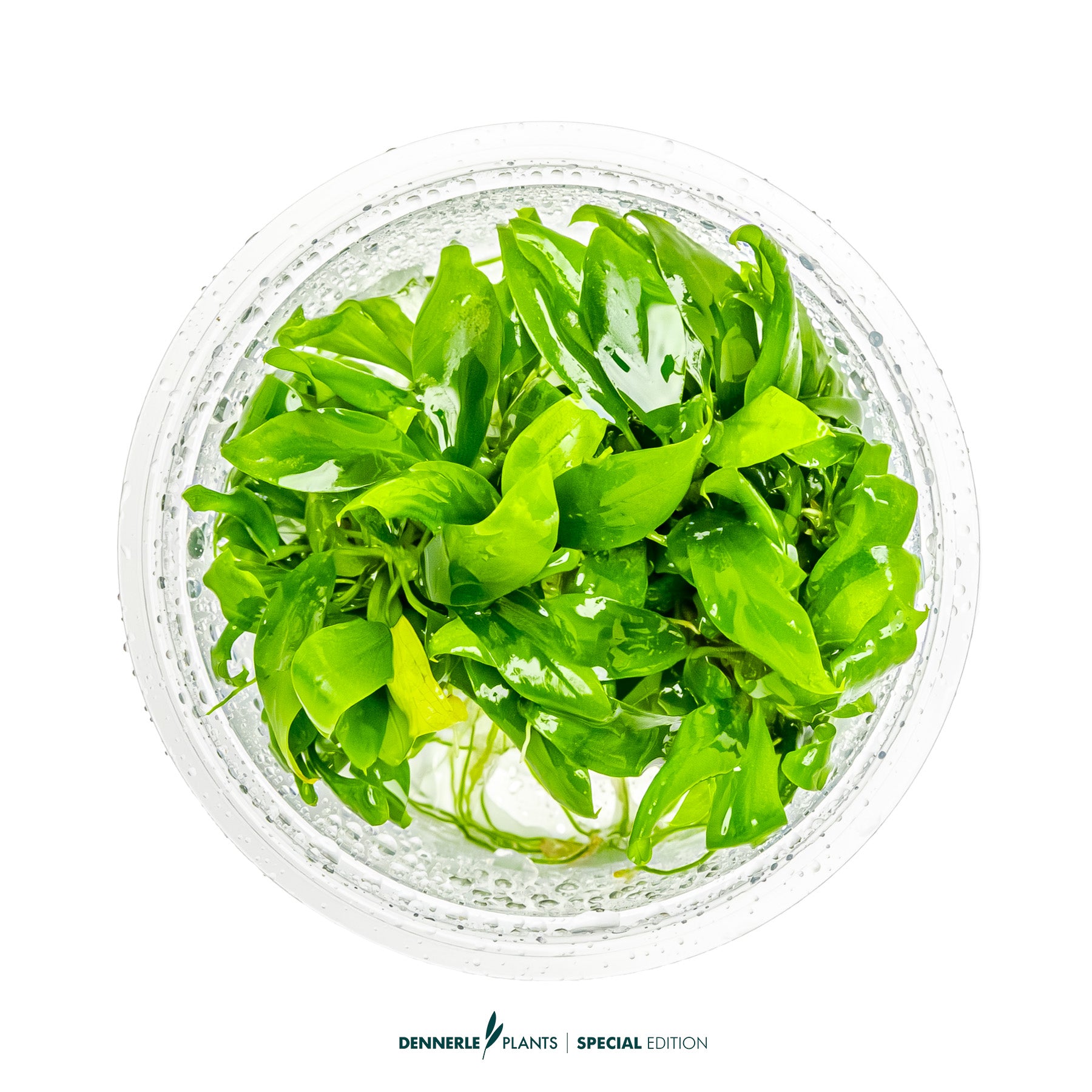 Low-light epiphyte aquarium plant - Anubias barteri glabra