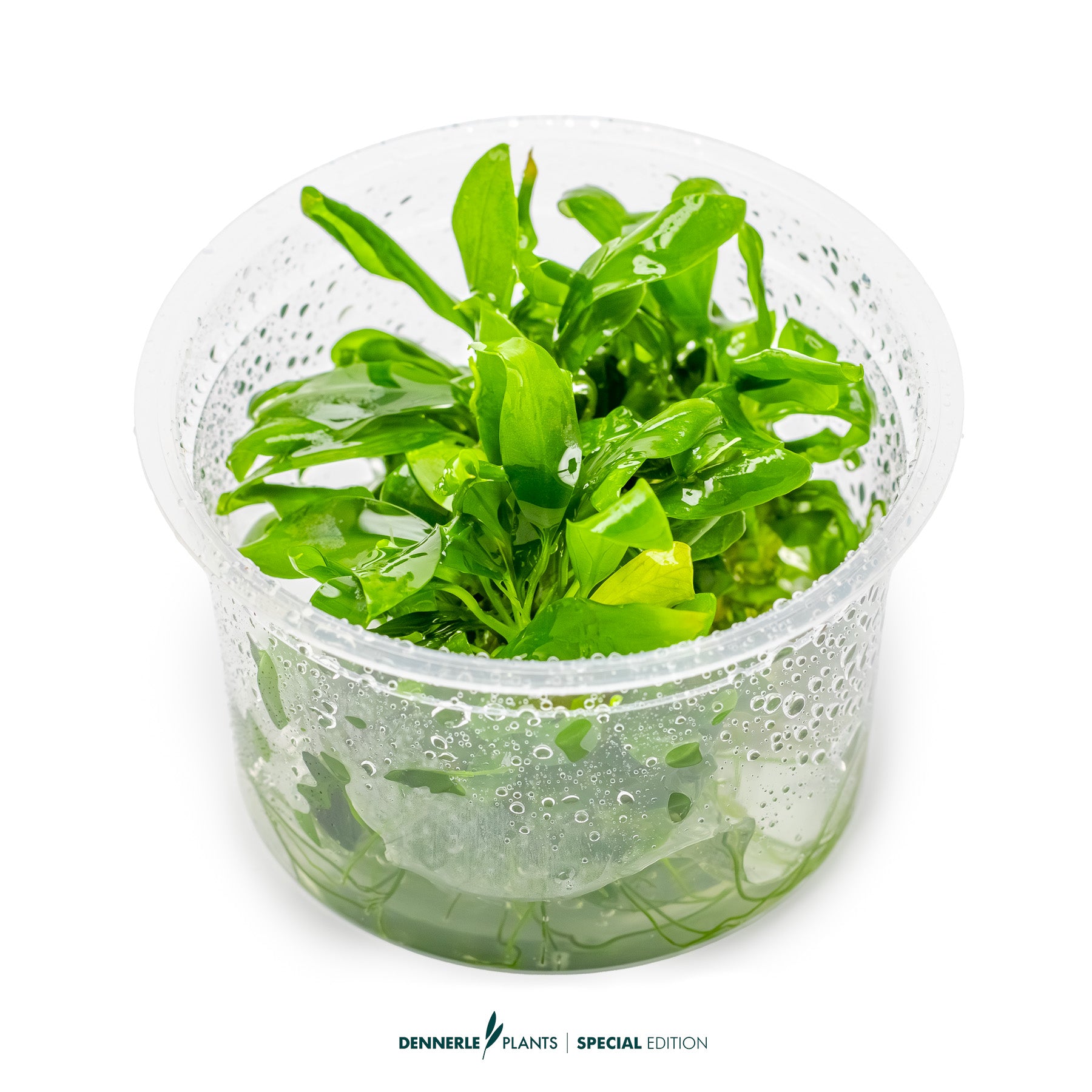 Low-light epiphyte aquarium plant - Anubias barteri glabra