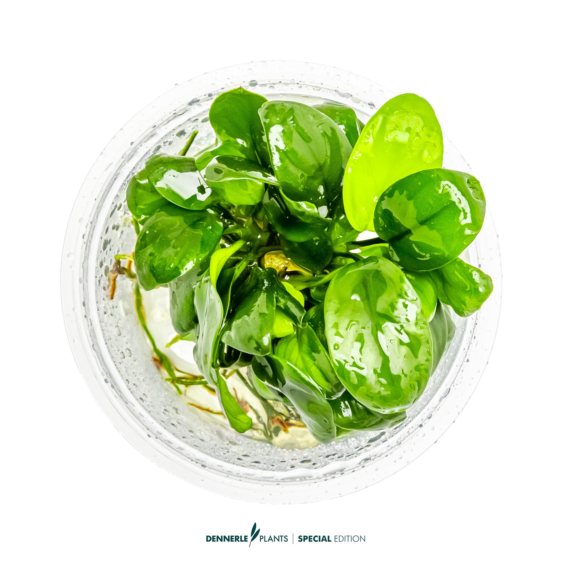 Compact foreground Anubias plant with dark green leaves