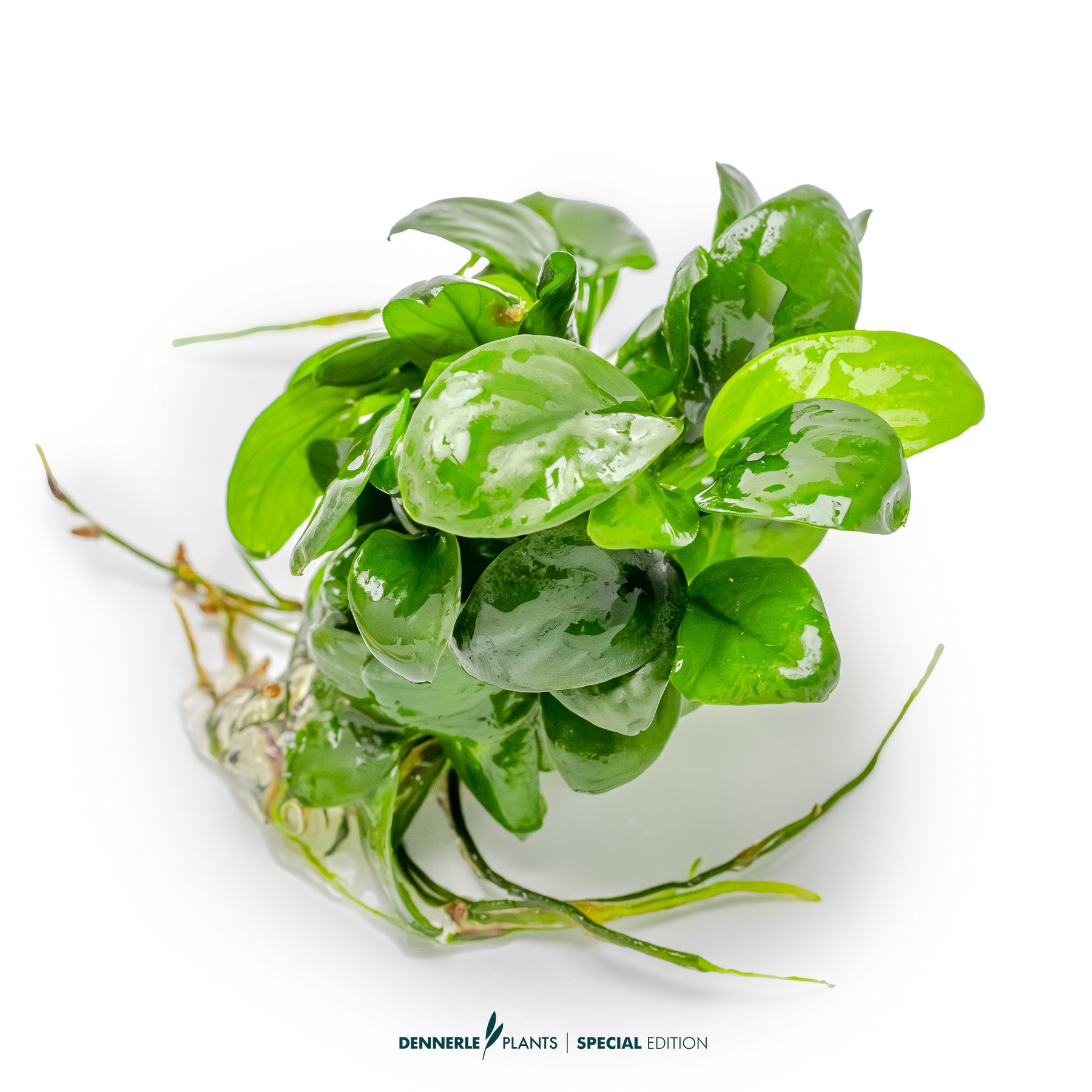 Compact foreground Anubias plant with dark green leaves. Beginner aquarium plant UK