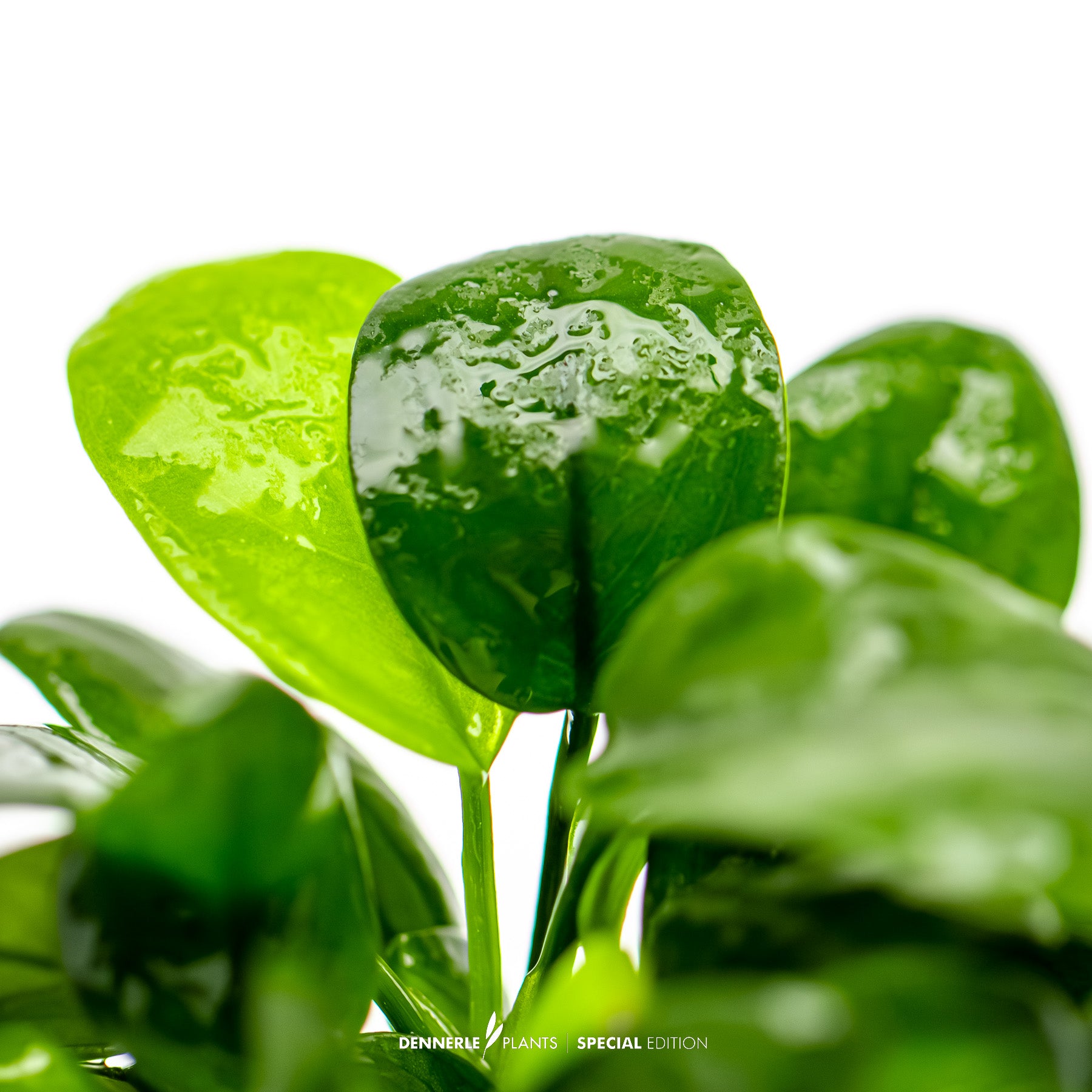 Compact foreground Anubias plant with dark green leaves. Easy foreground aquarium plant