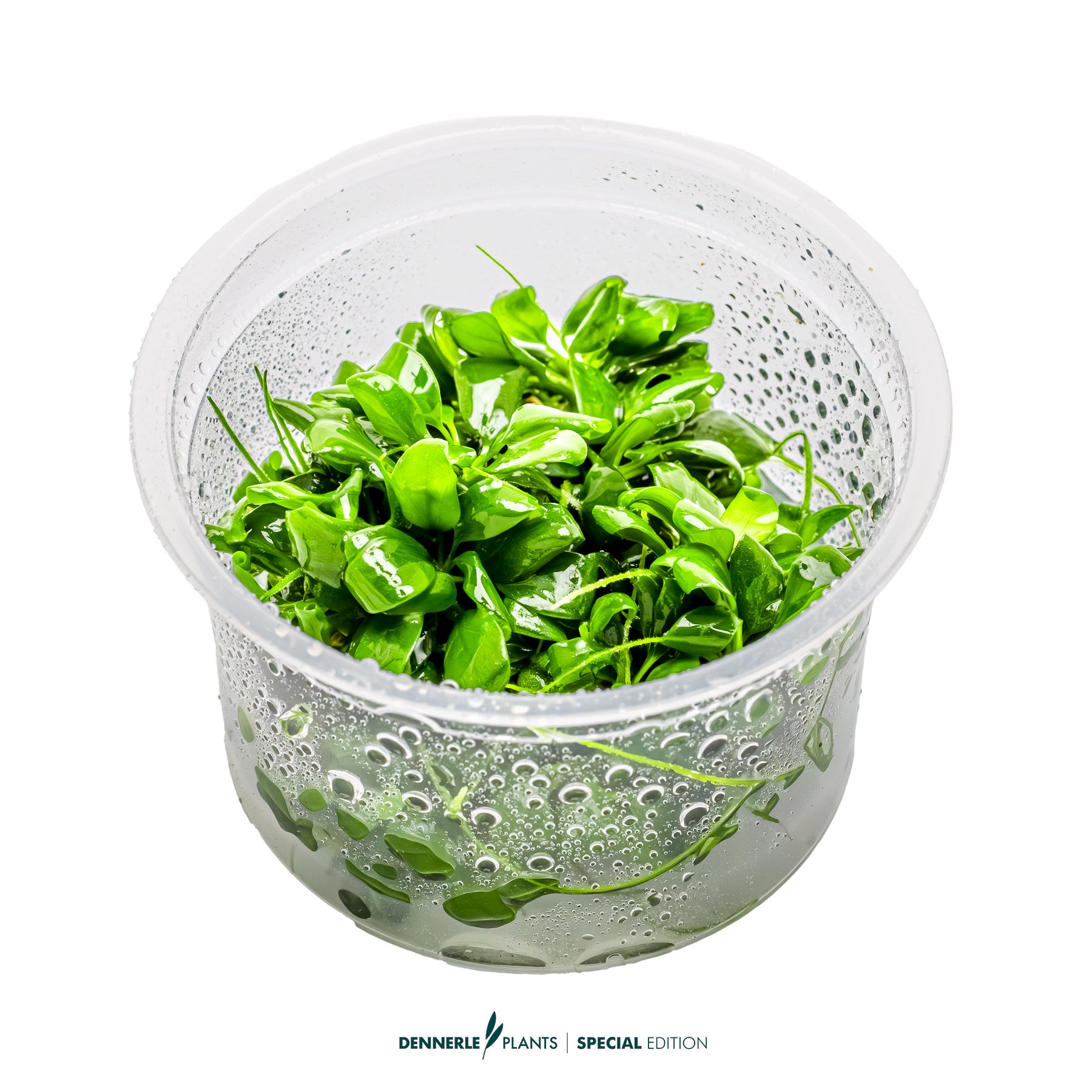 Anubias barteri var. 'Nana Bonsai'