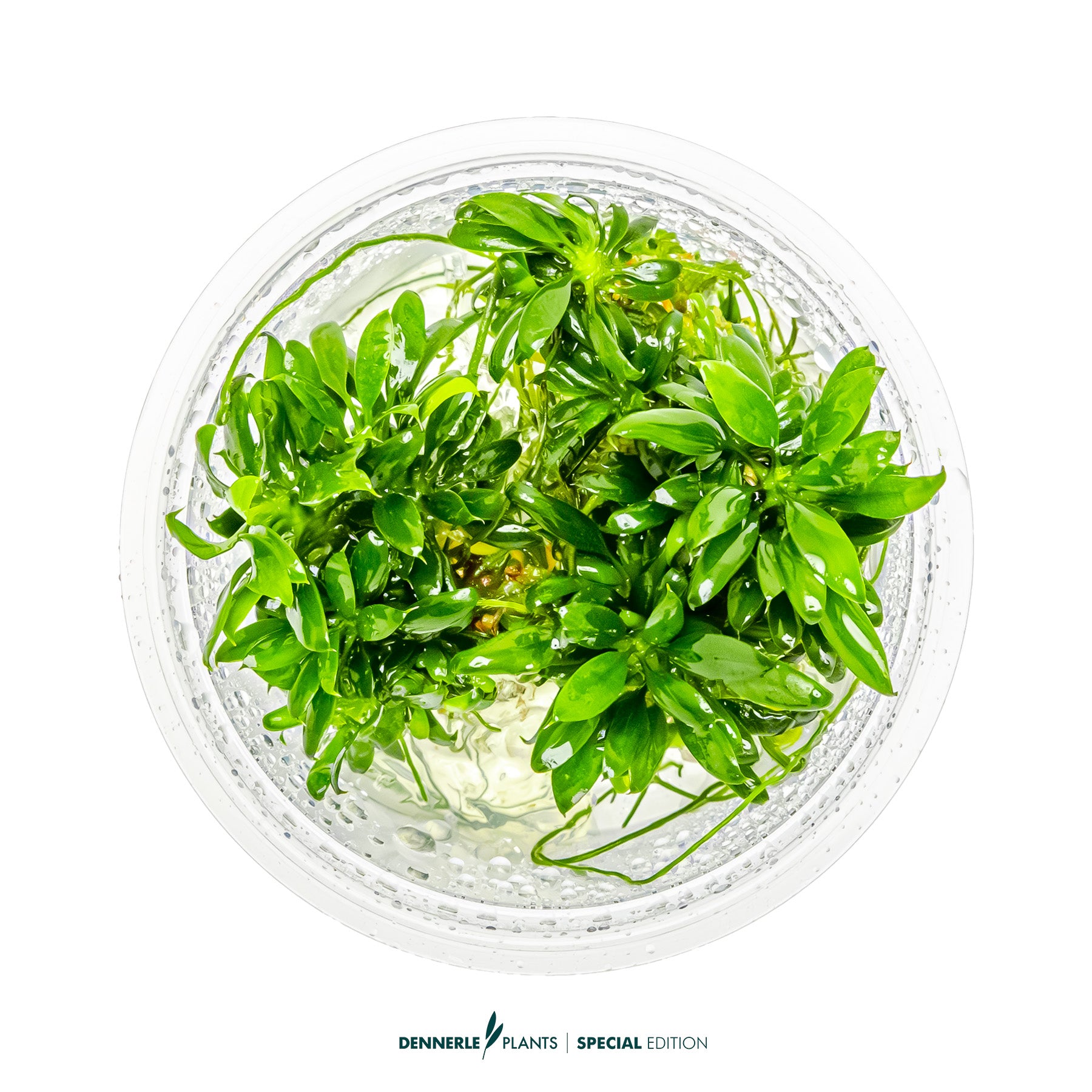 Smallest compact Anubias Pangolino foreground plant with dark green leaves
