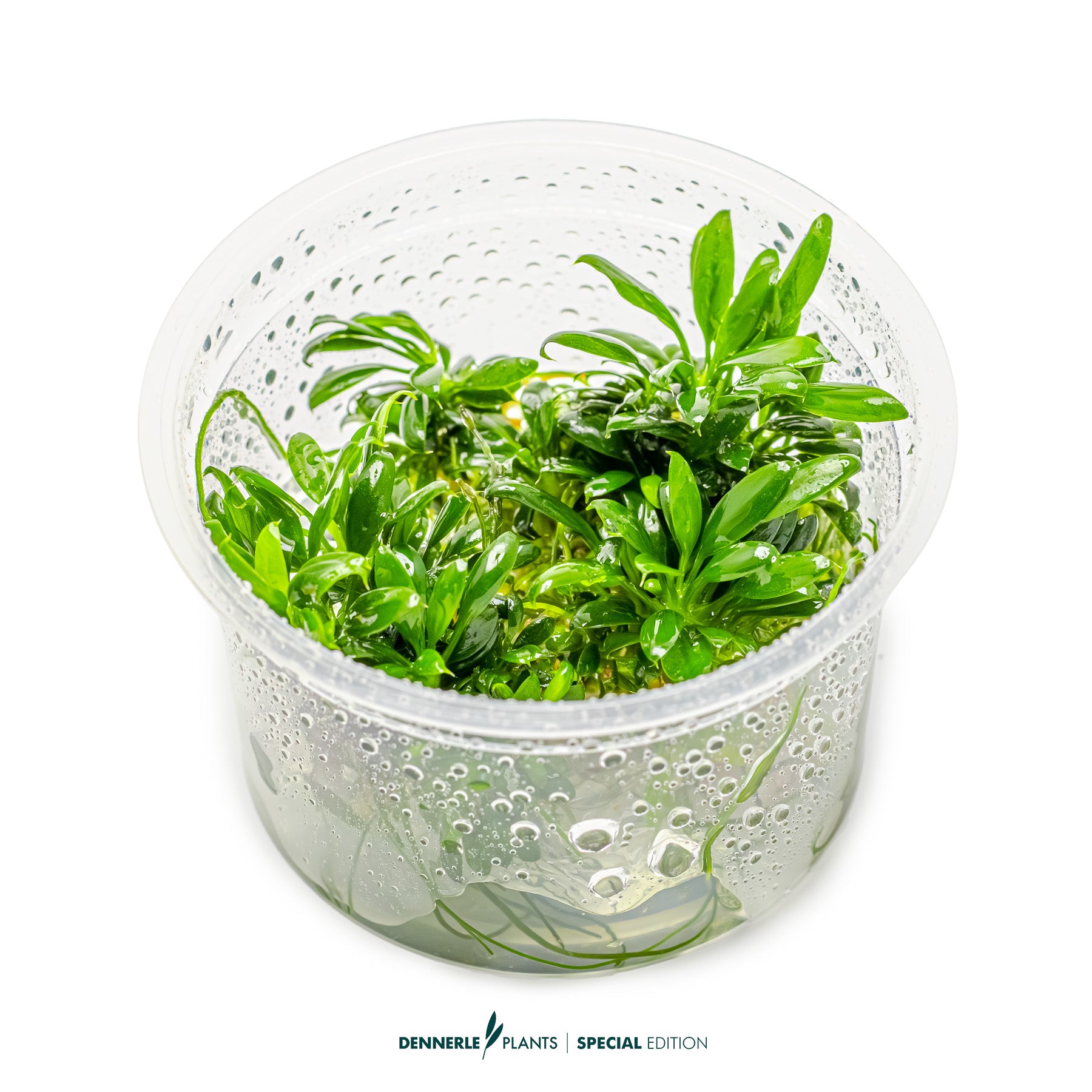 Smallest compact Anubias Pangolino foreground plant with dark green leaves