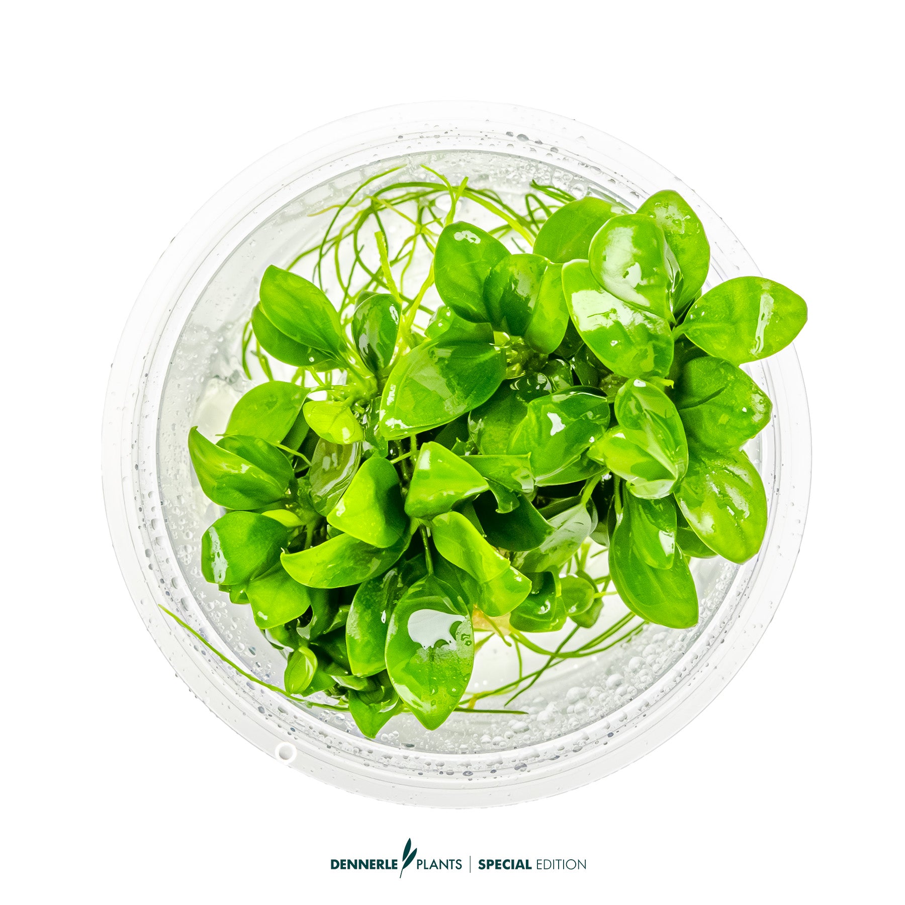 Tiny low-light foreground epiphyte plant - Anubias nana Petite Bonsai