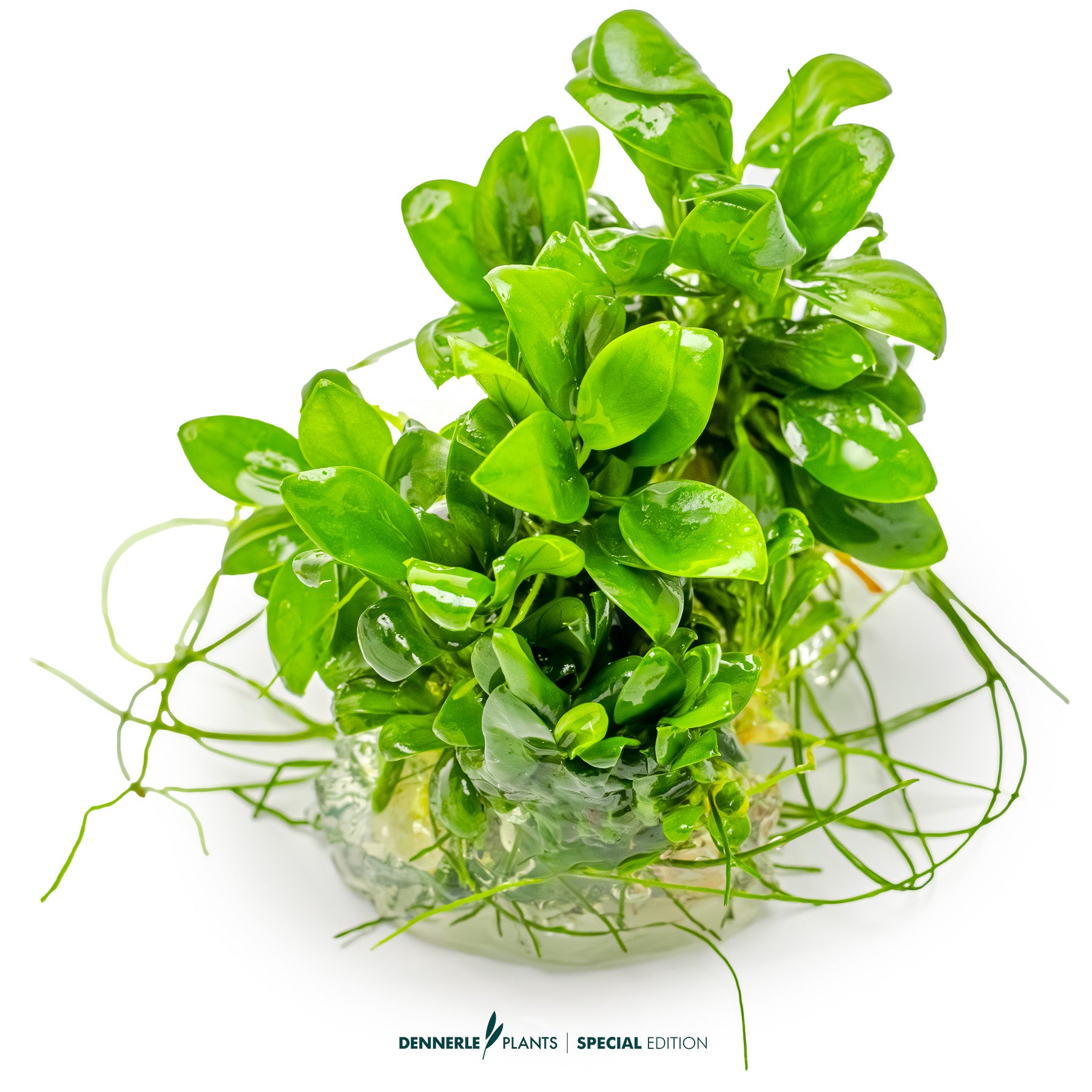 Tiny low-light foreground epiphyte plant - Anubias nana Petite Bonsai