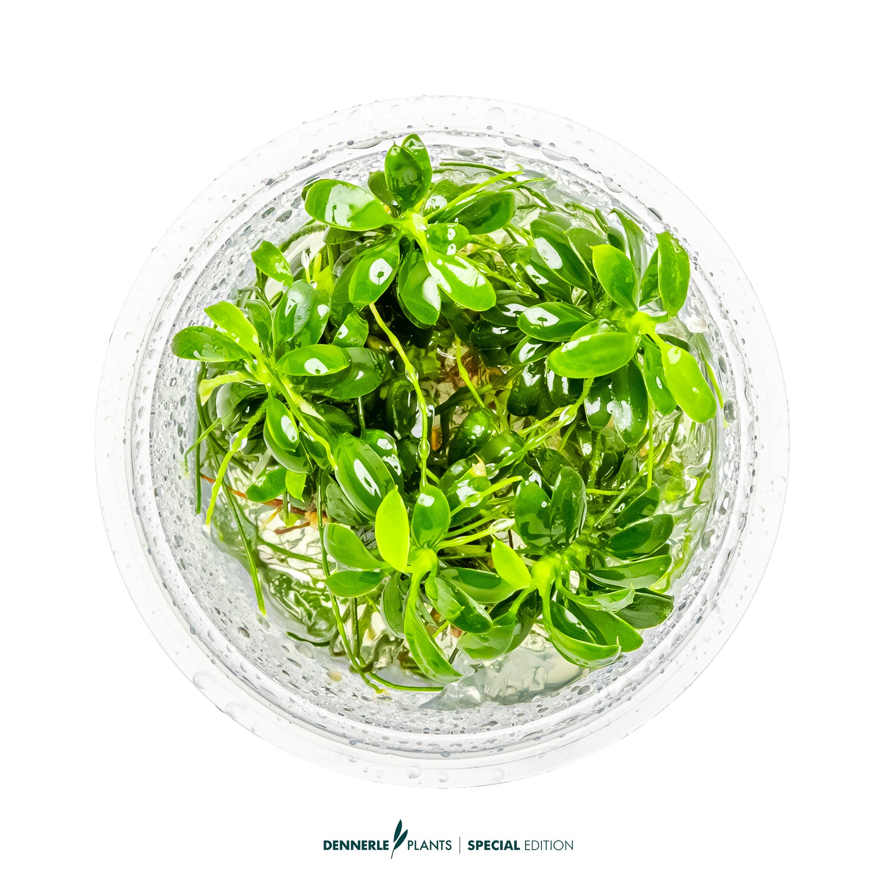 Compact tiny foreground Anubias plant with green leaves